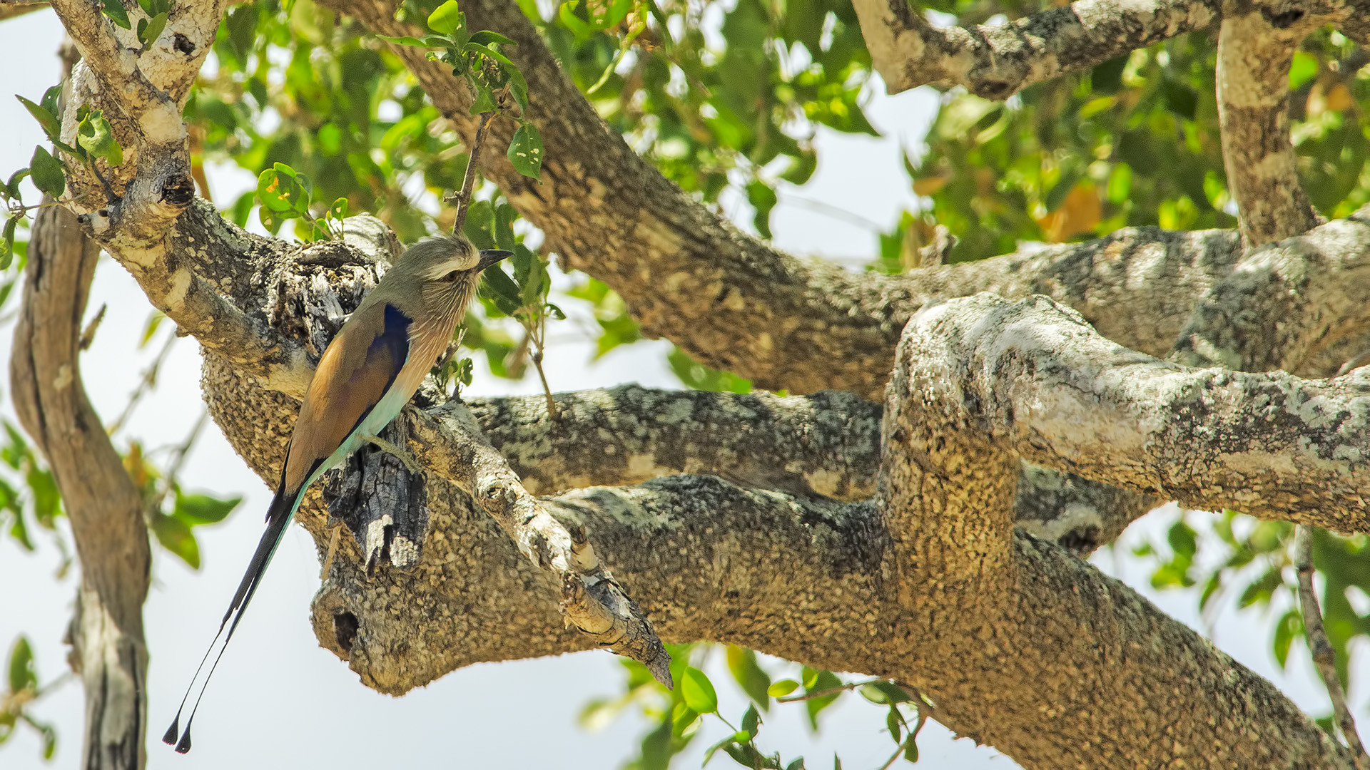 Coracias spatulata (Ghiandaia marina codaracchetta)