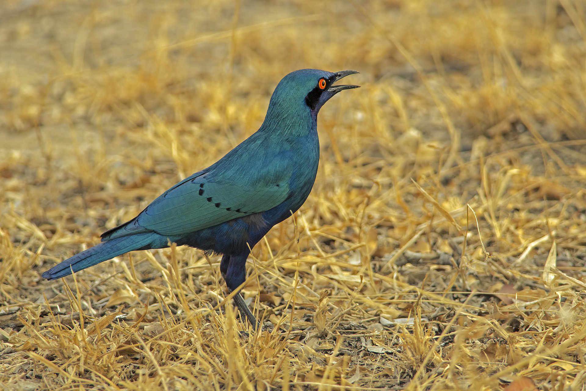 Lamprotornis chalybaeus