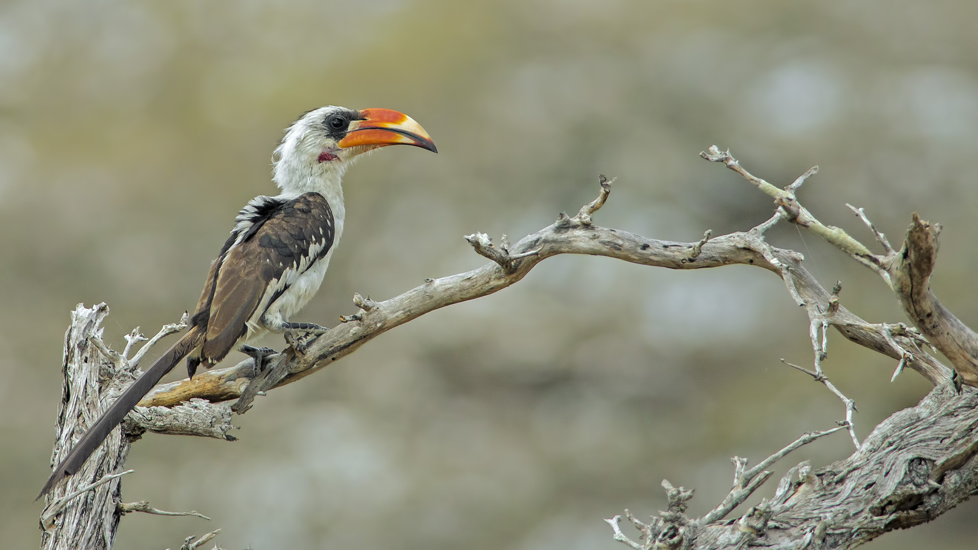 Tockus Jacksoni (Bucero di Jackson)