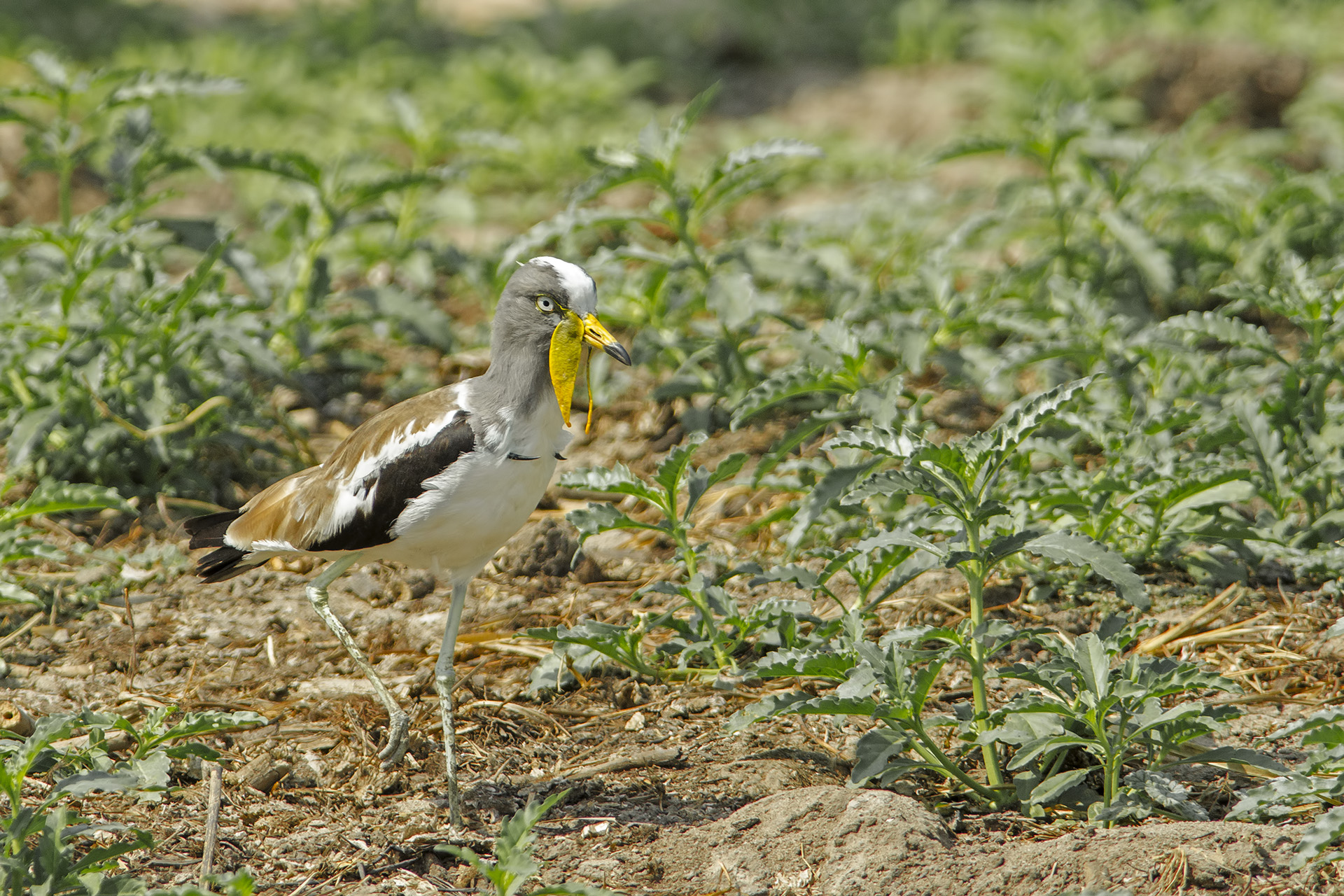 Vanellus albiceps (Pavoncella testabianca)