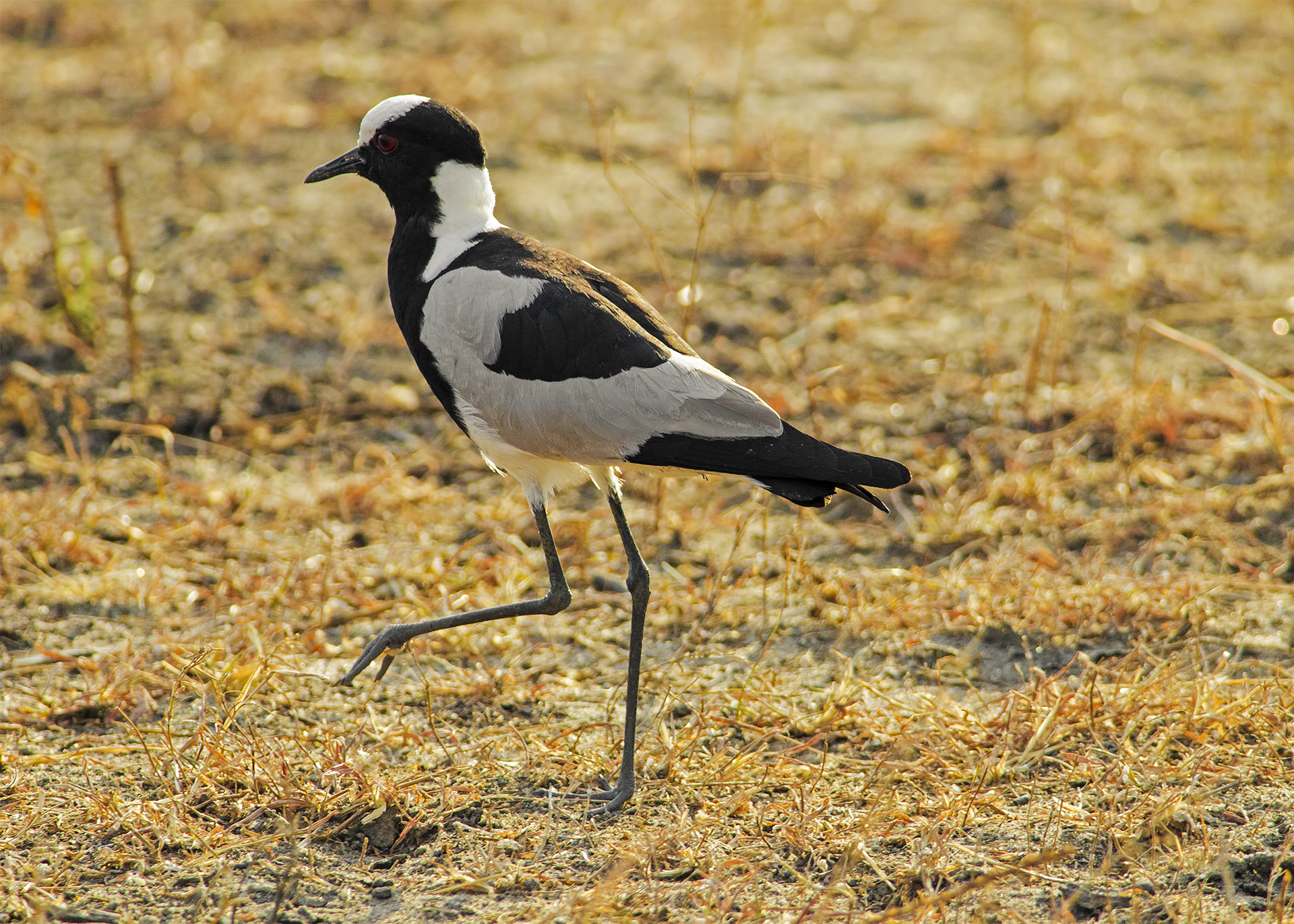 Vanellus armatus (Pavoncella fabbro)
