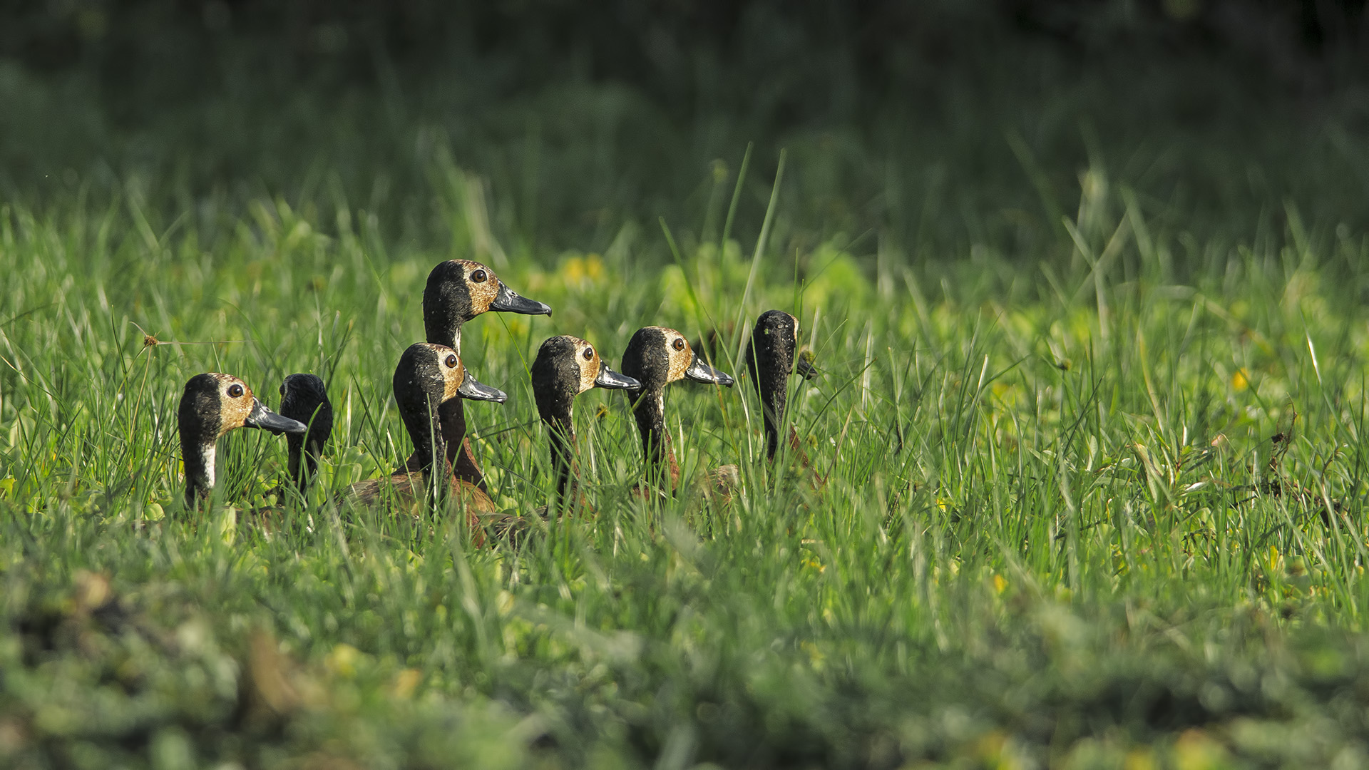 Dendrocygna viduata (Dendrocigna facciabianca)