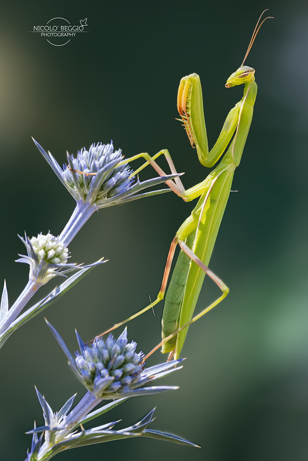 Religious Mantis posing :)