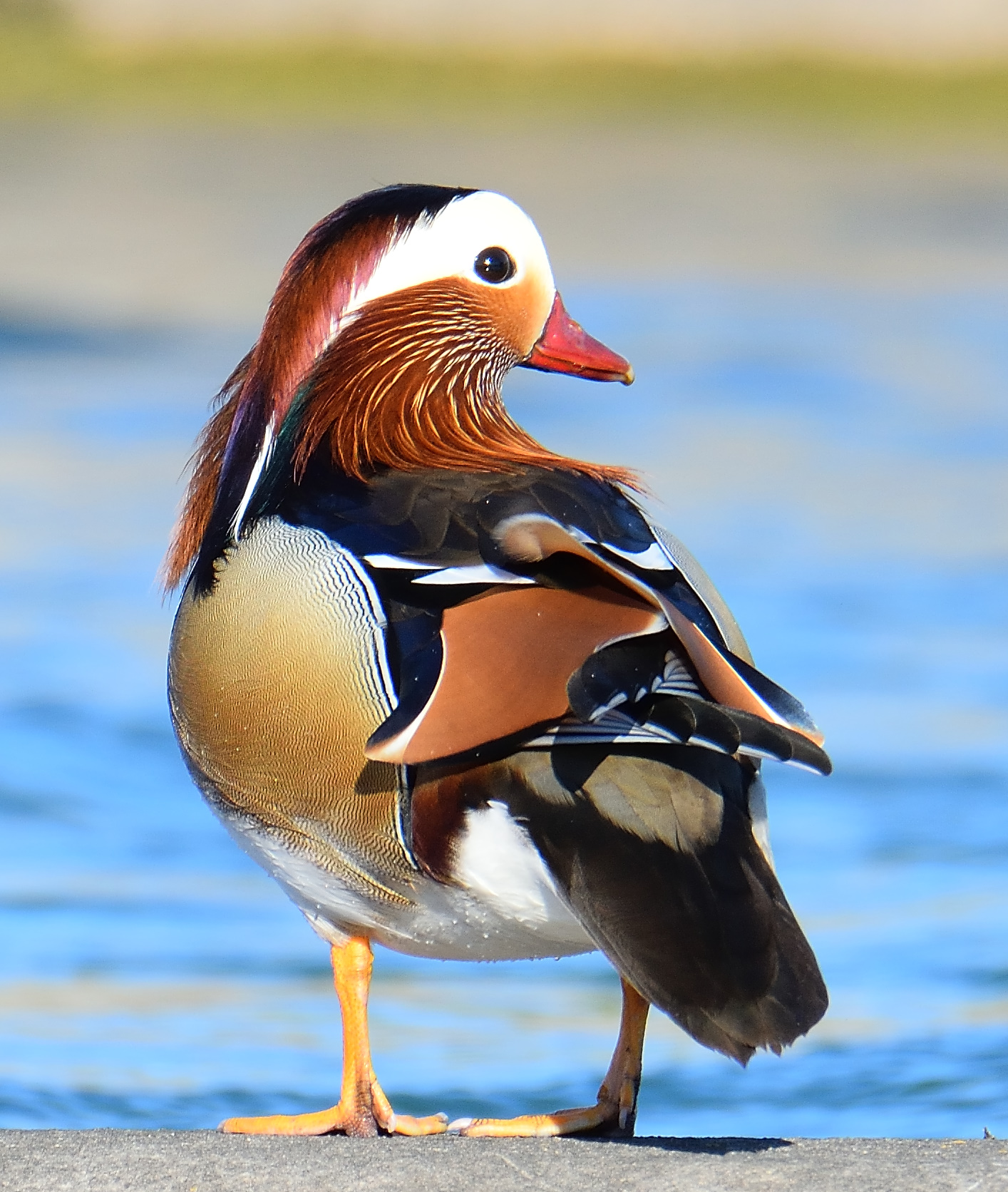 Gentlemen, the b ...