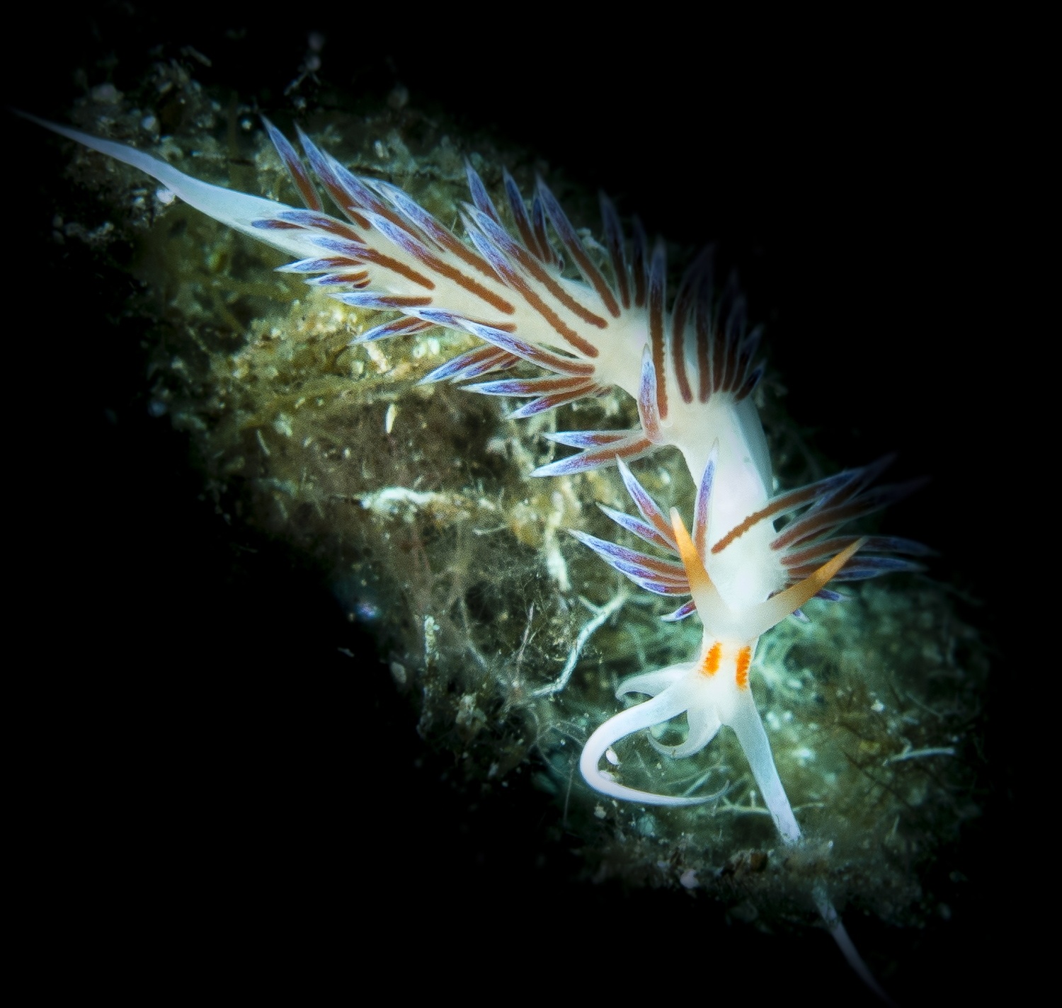 nudibranco
