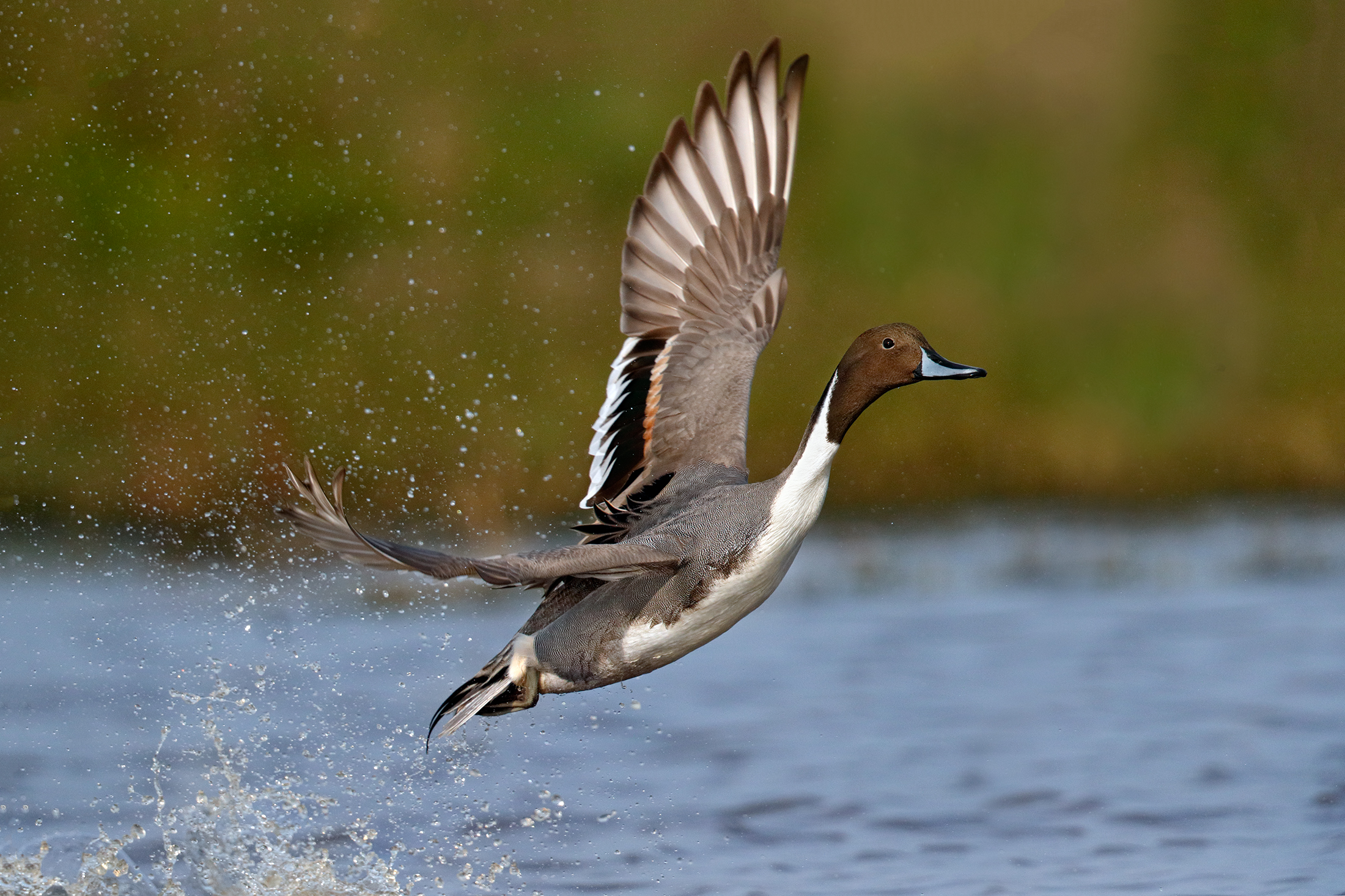 Pintail