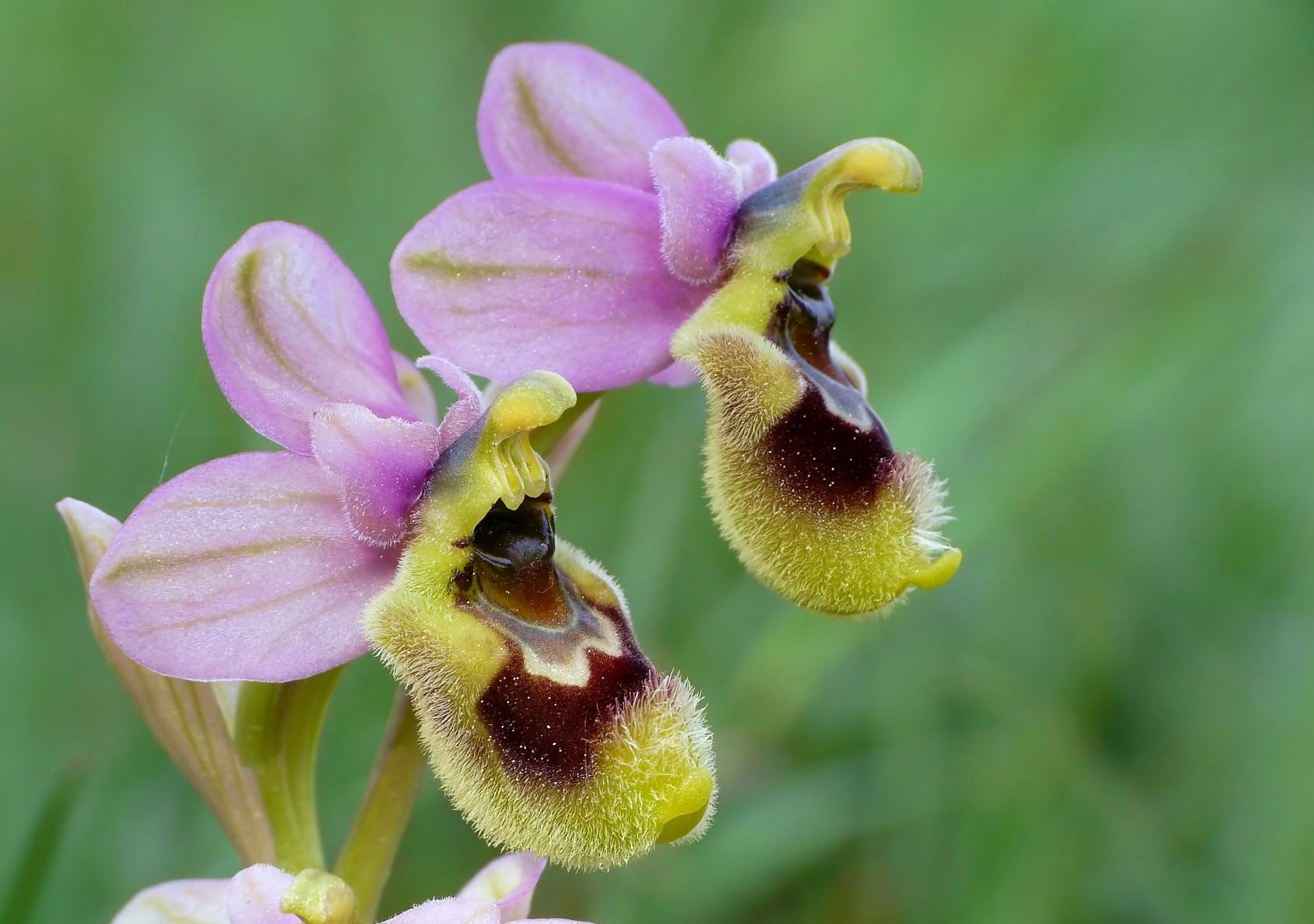 Ophrys tenthredinifera