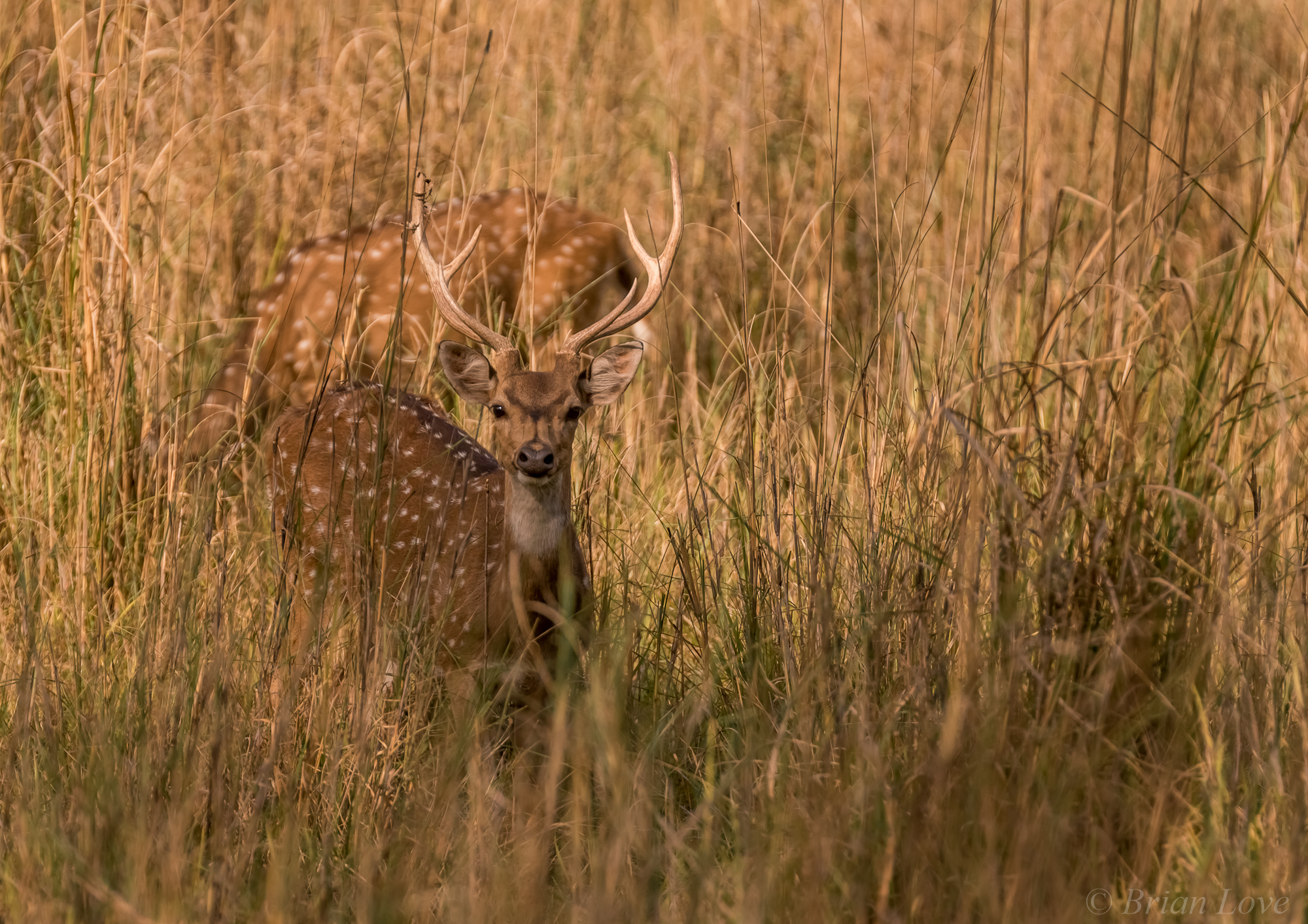 chital