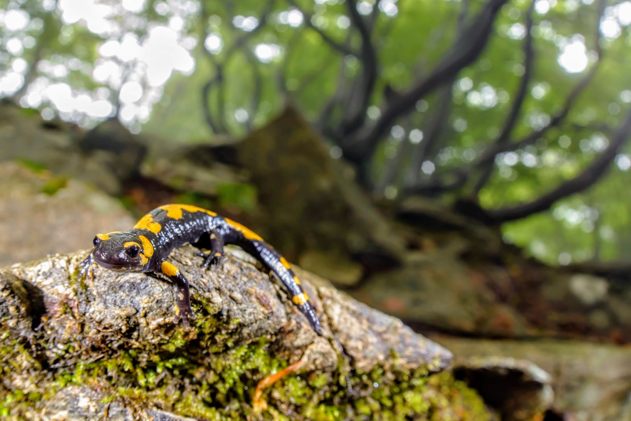 Salamandra nel sottobosco di faggi
