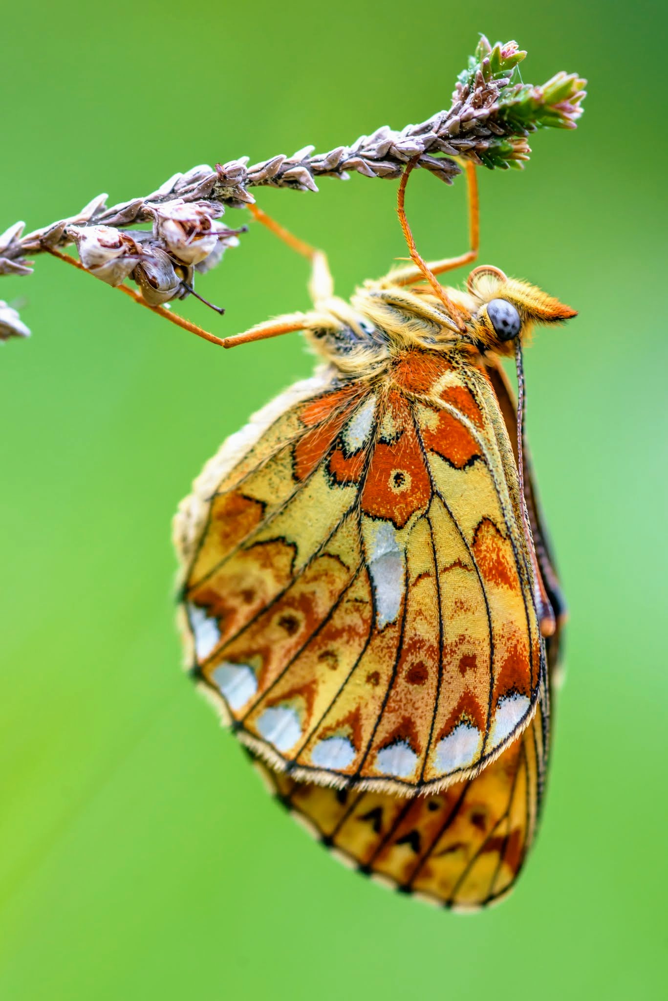 Boloria (Clossiana) euphrosyne