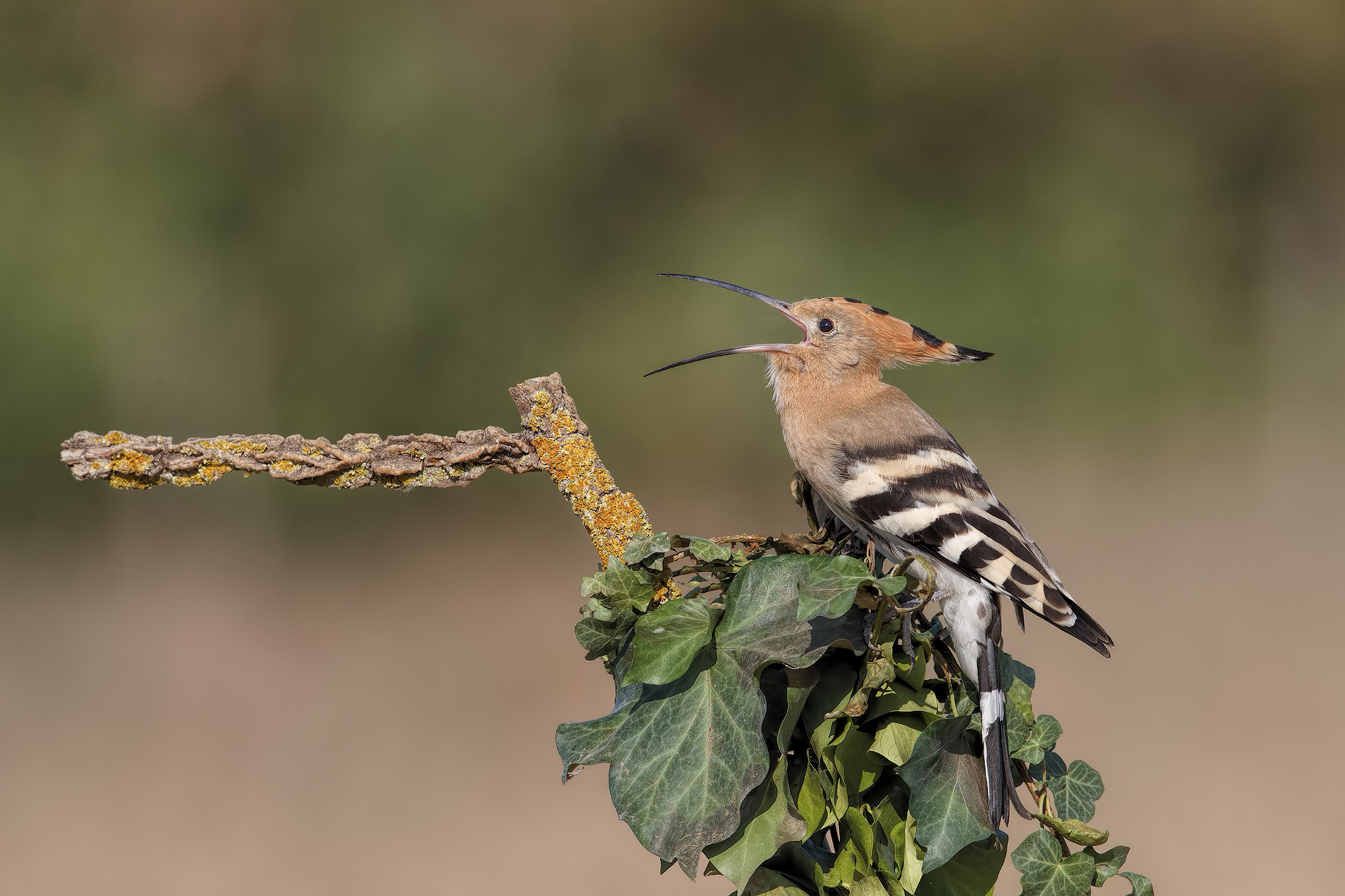 Hoopoe