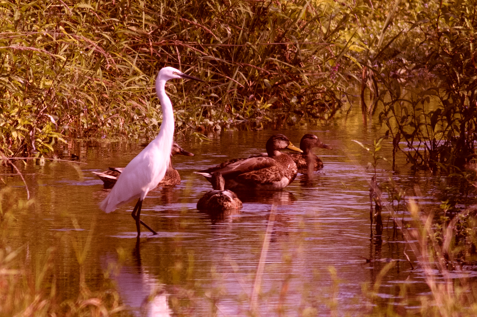 The queen and her court