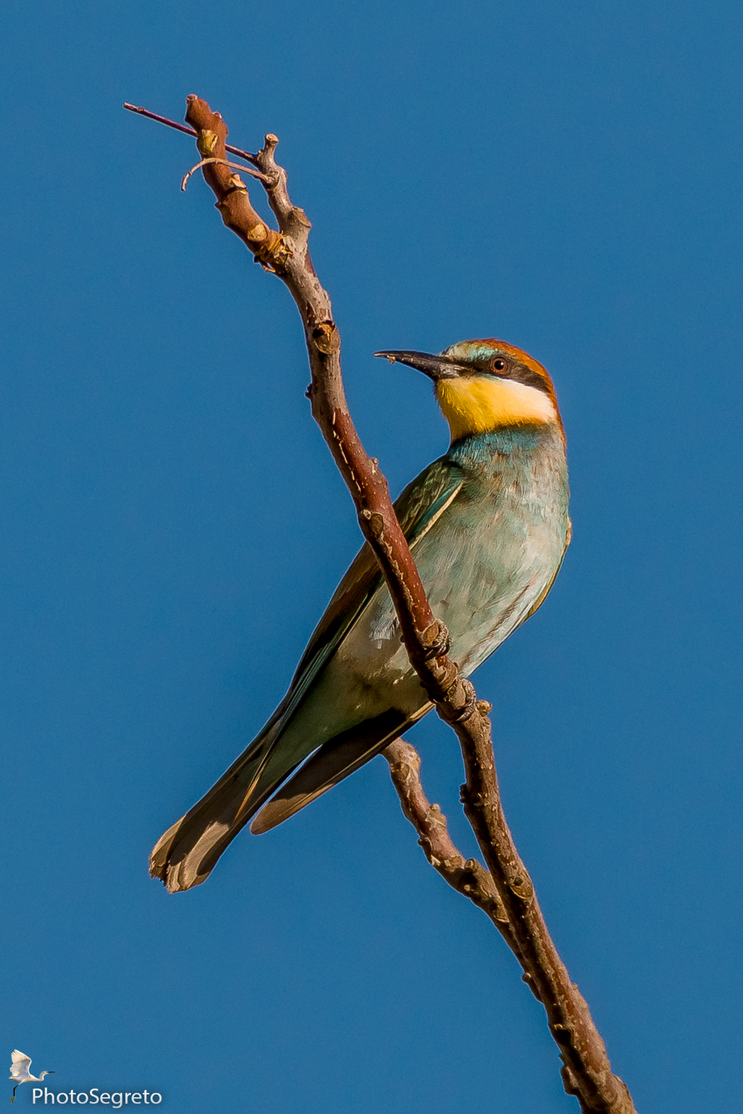 Gruccione di fine Agosto