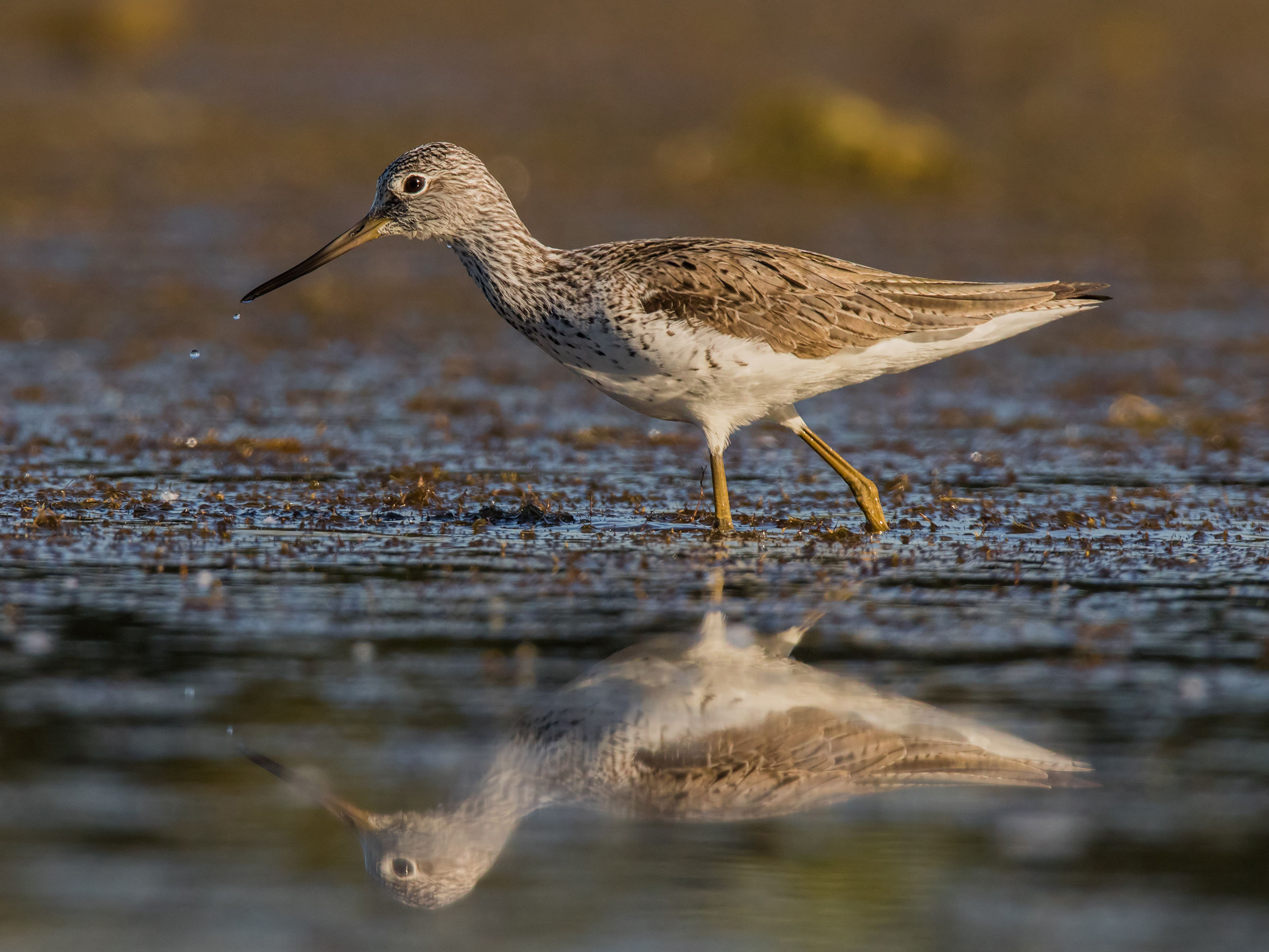 Lights on the Pantana