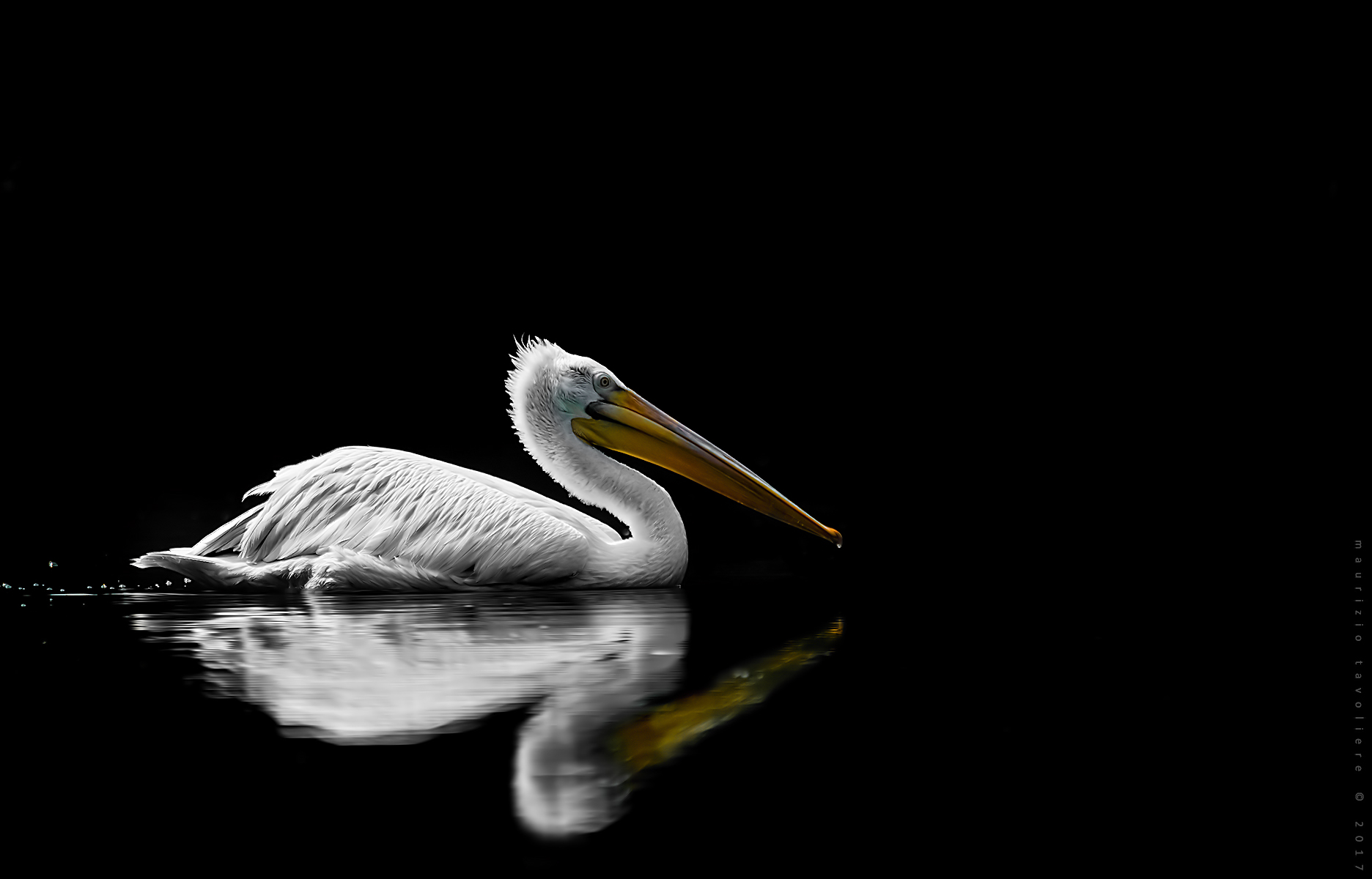 Di bianco e di nero .. con una punta di giallo !