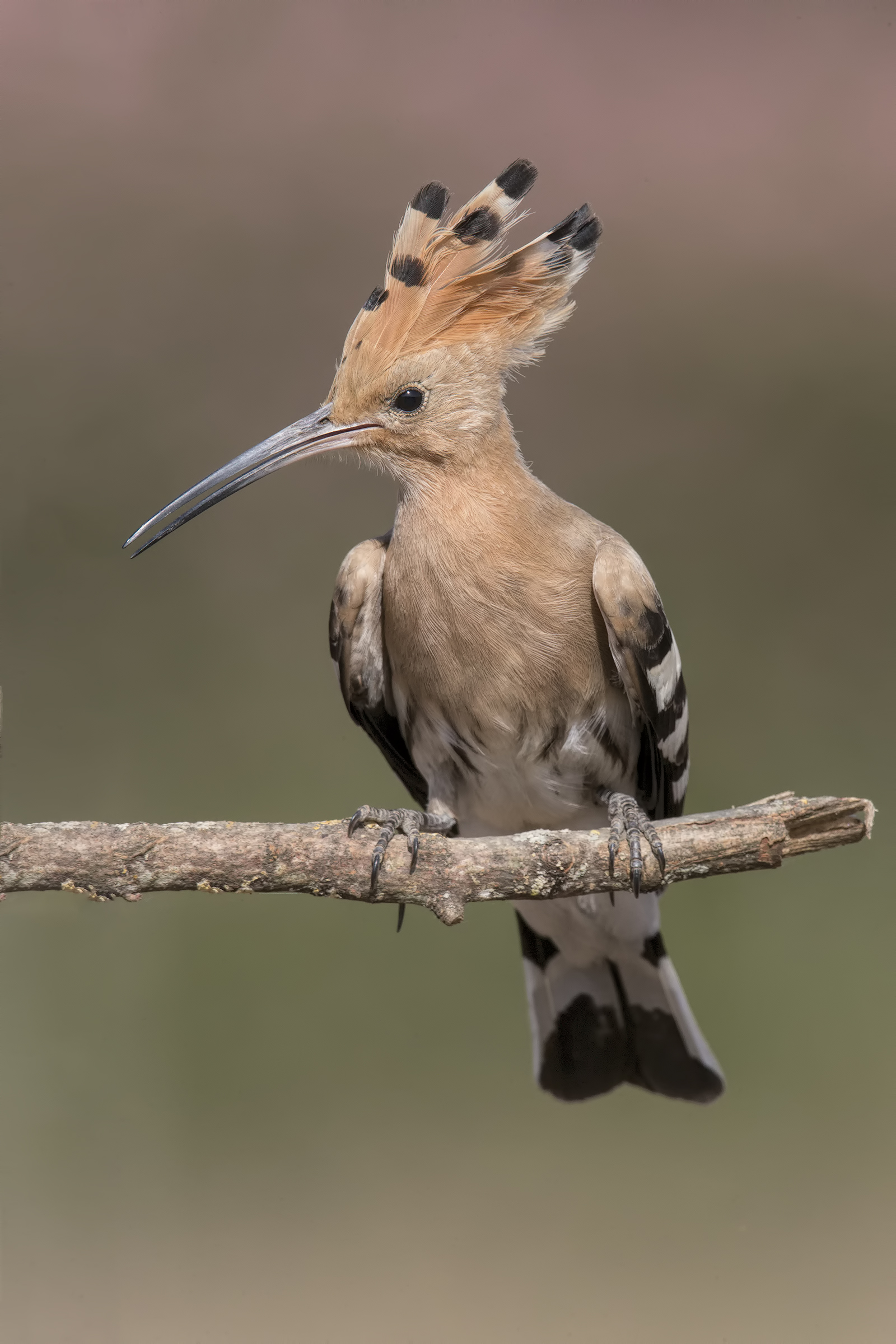 Hoopoe