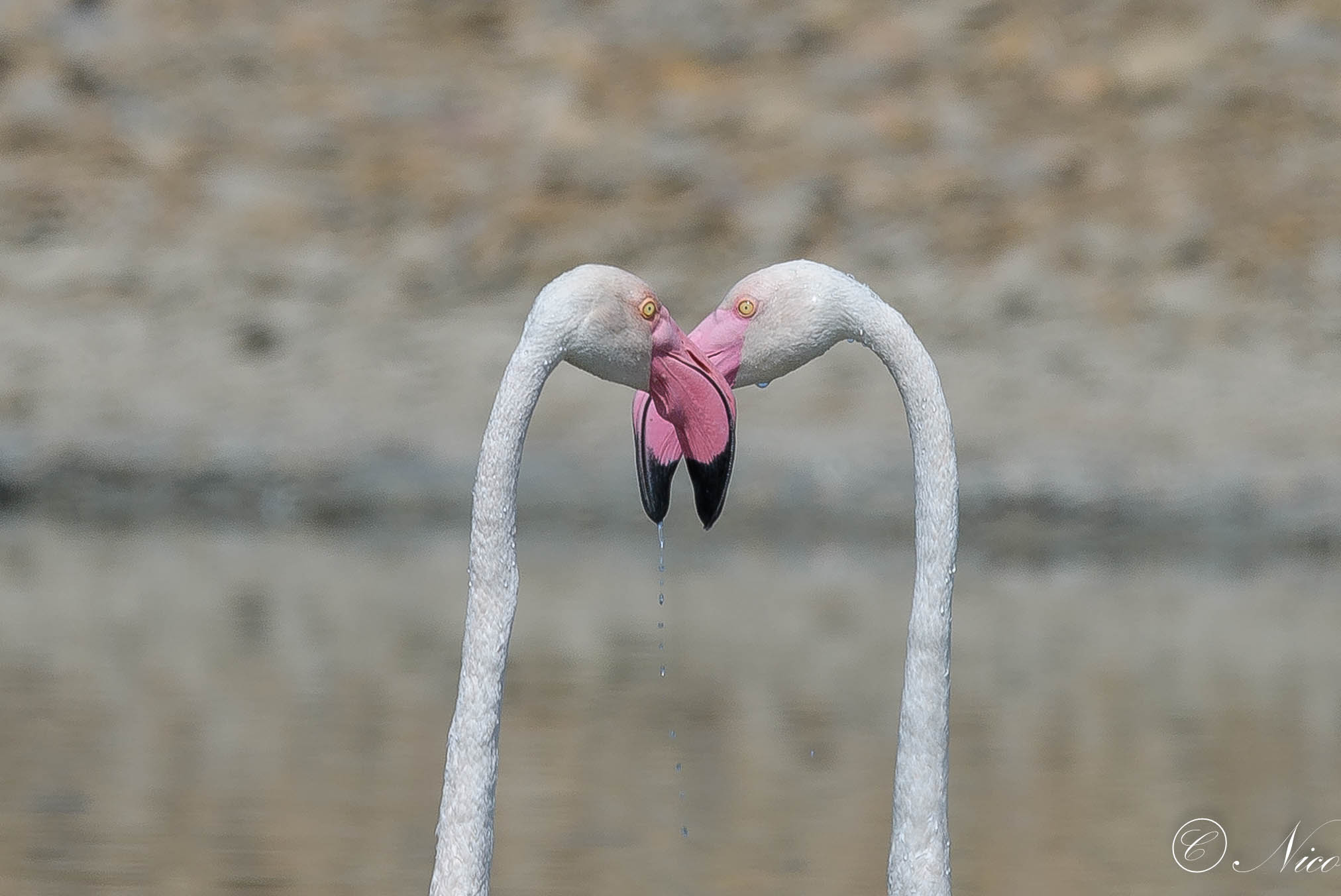 Impossibile non fotografare la loro eleganza