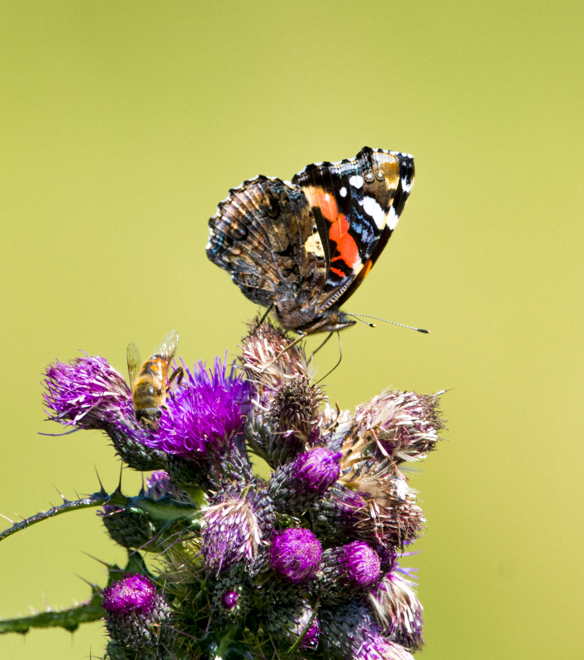 Farfalla vulcano e ape