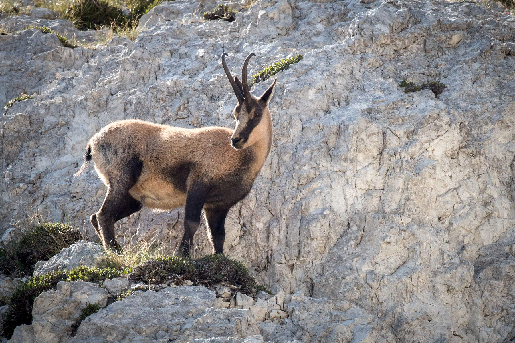 The King of Abruzzo / 2