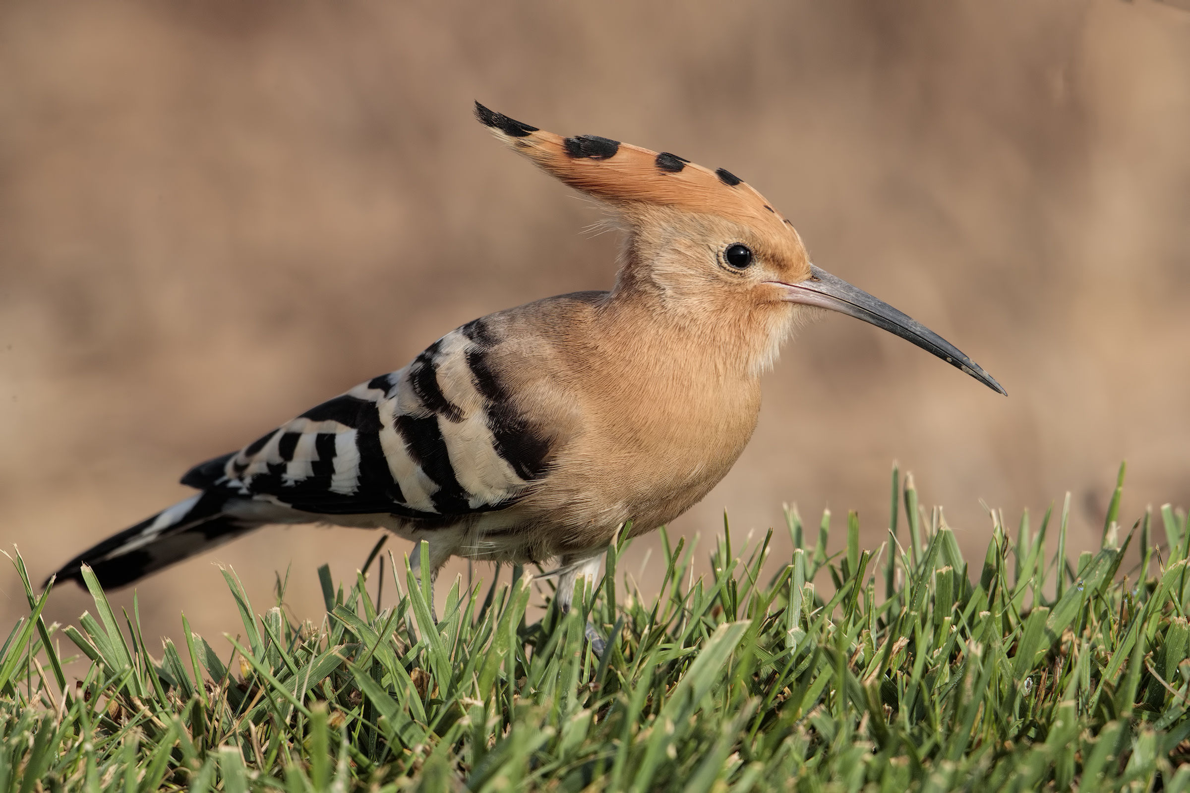 Hoopoe