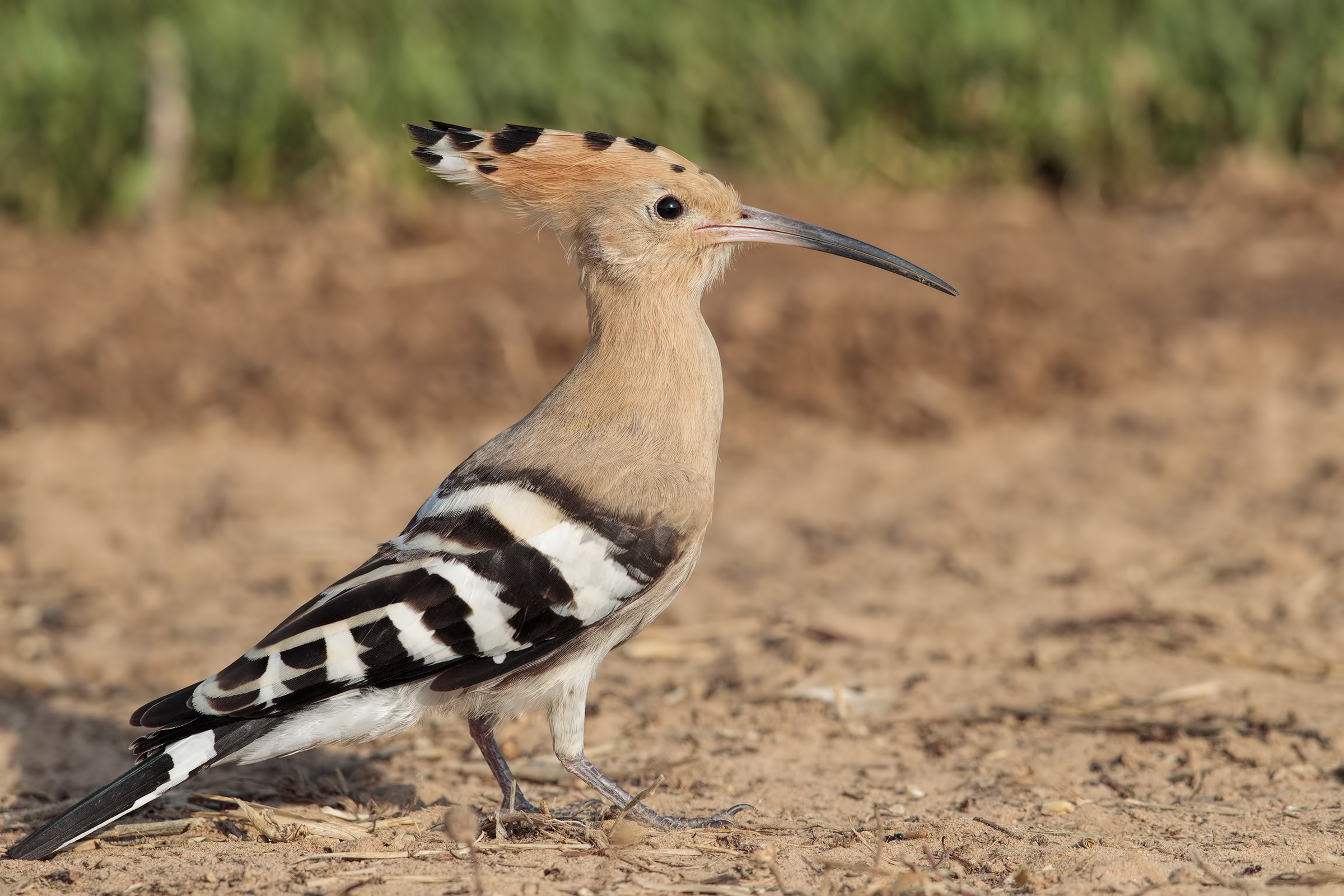 Hoopoe