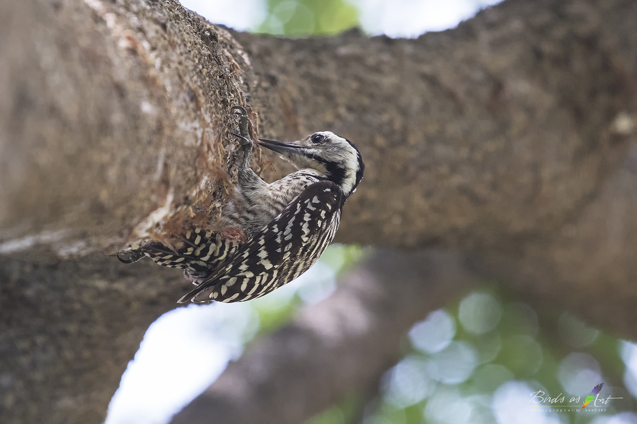 Fulvous-breasted Woodpecker