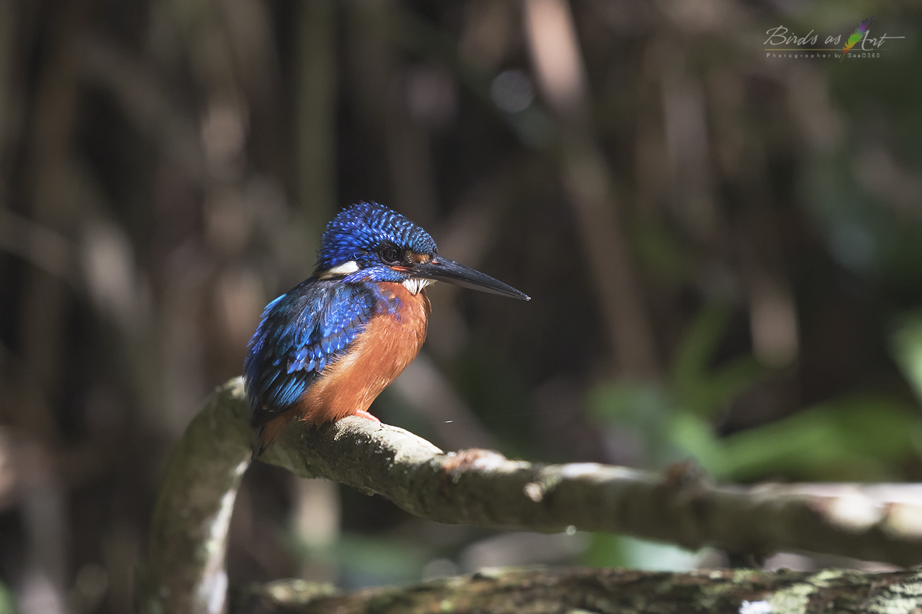 Blue-eared Kingfisher