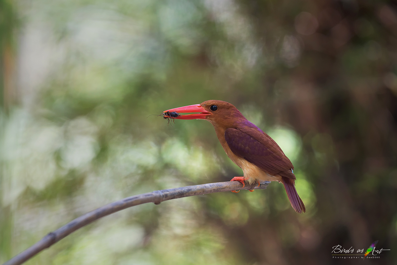Ruddy Kingfisher