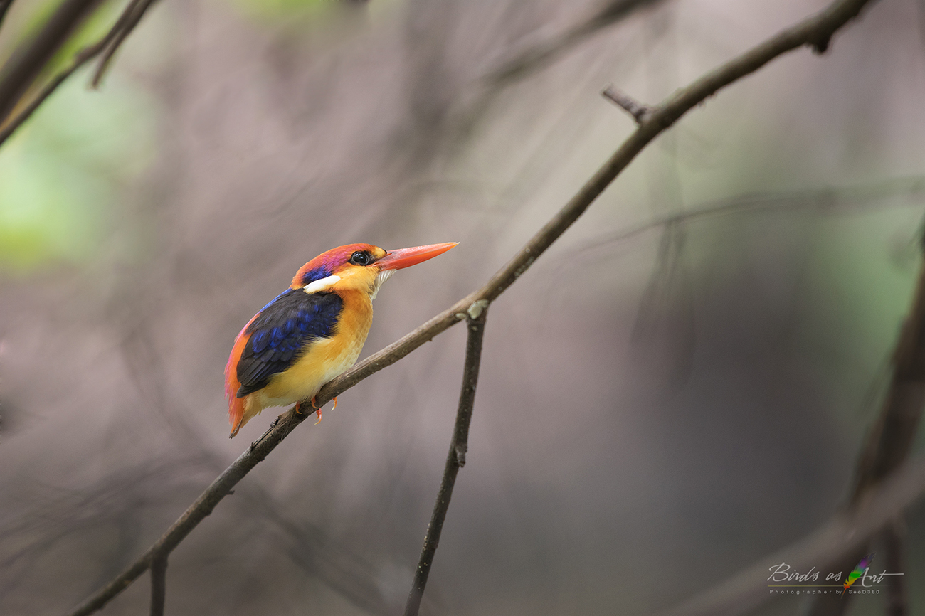 Black-backed Kingfisher