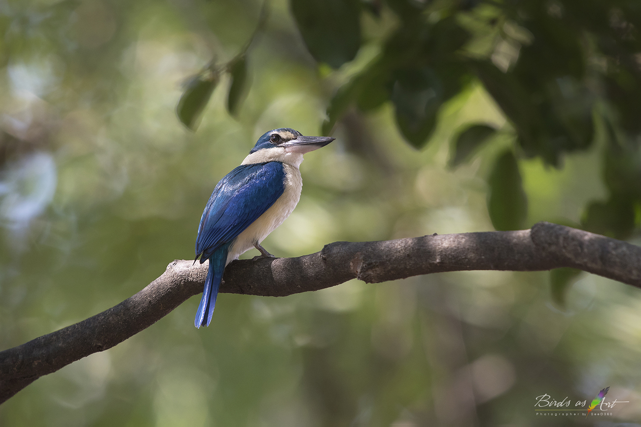 Collared Kingfisher