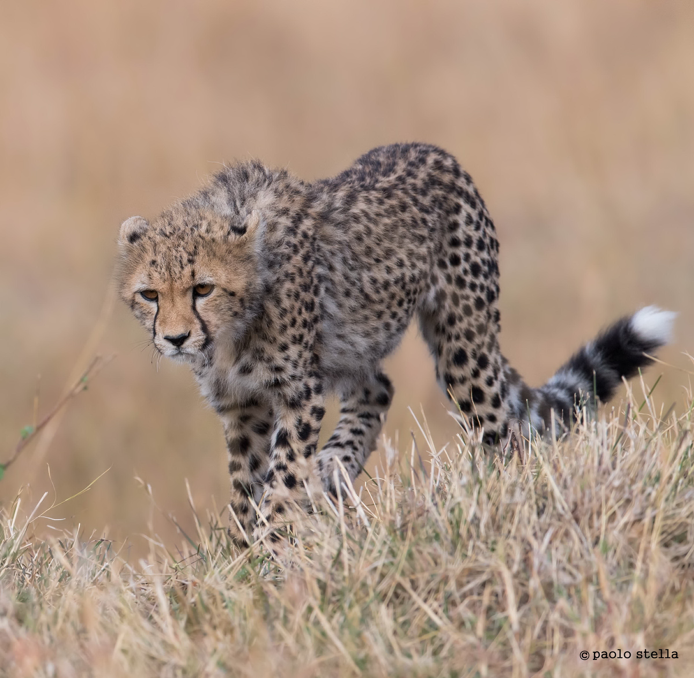 young cheetah