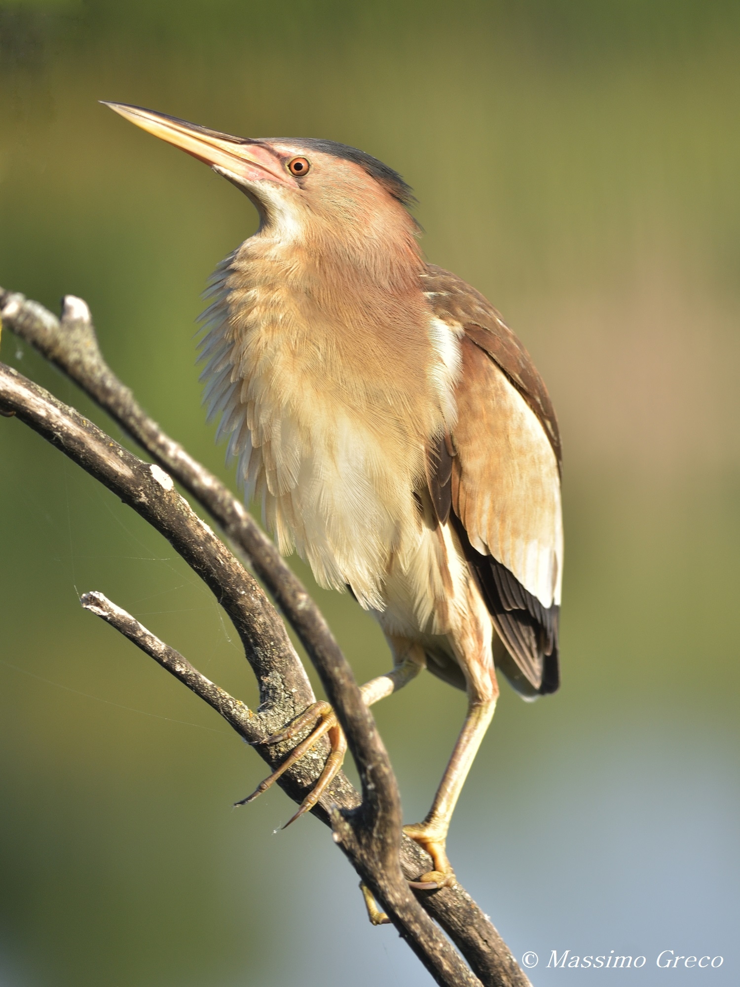 Tarabusino (Ixobrychus minutus)