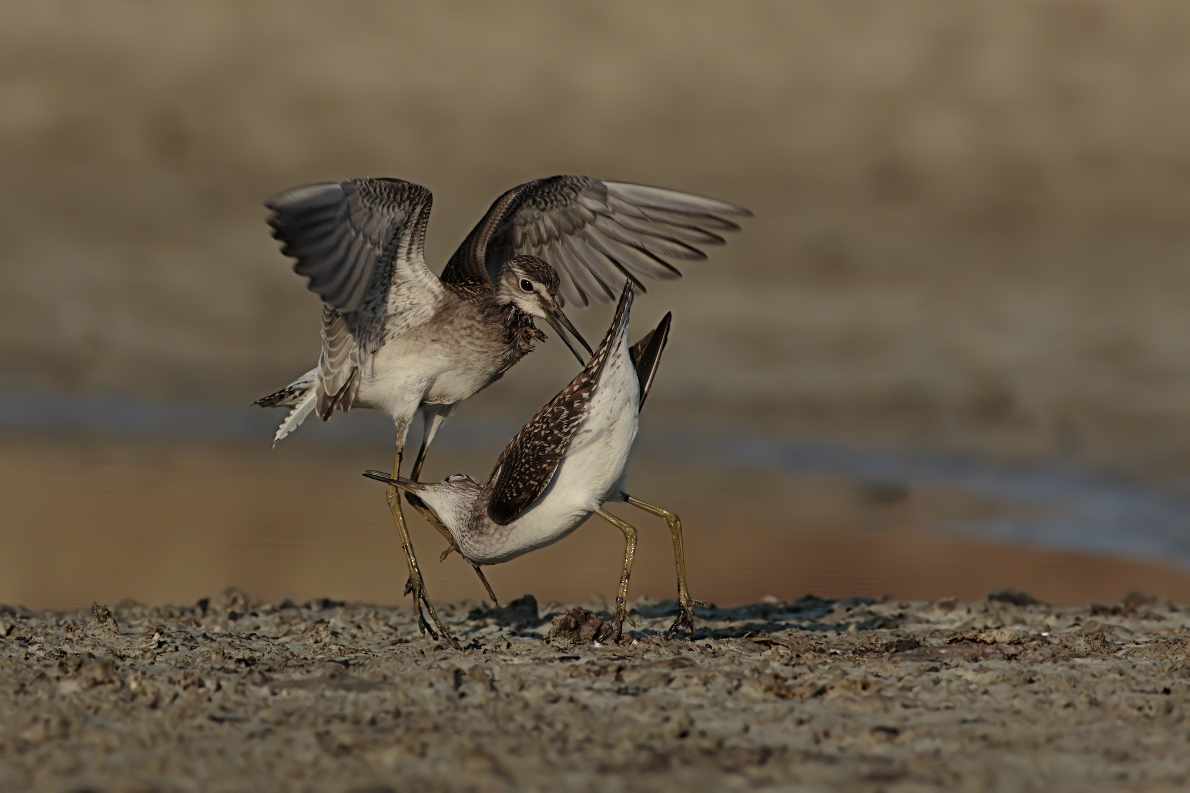 Piro Piro Boschereccio