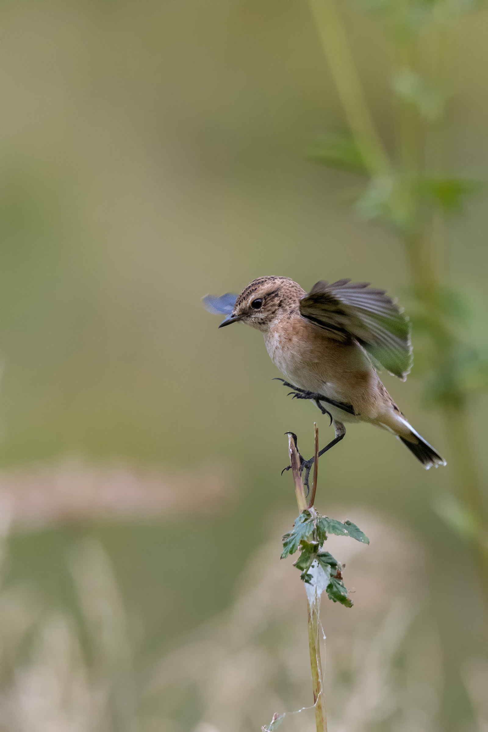 In equilibrium (Stiaccino juv.)