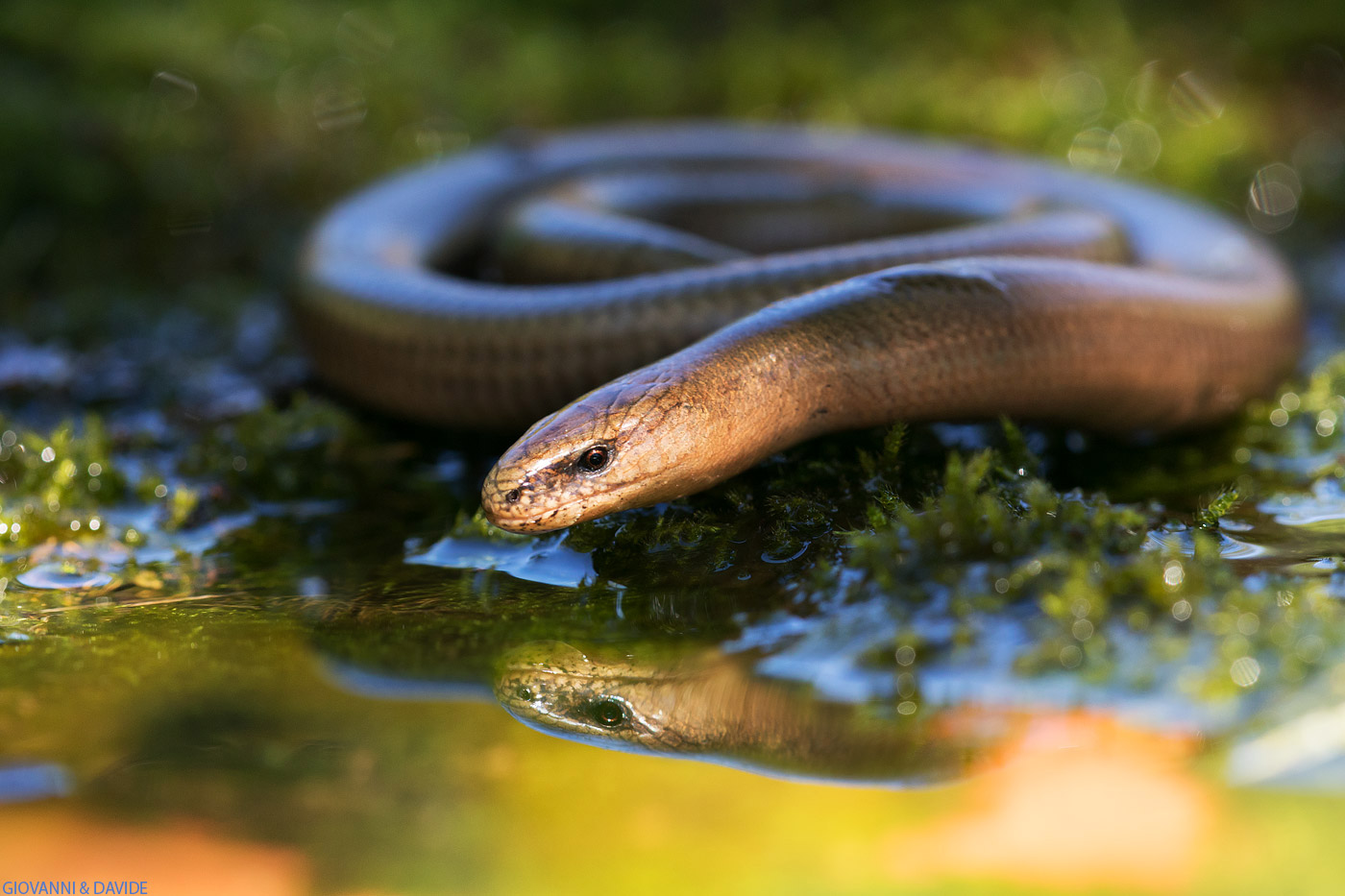 After the rain ... the sun