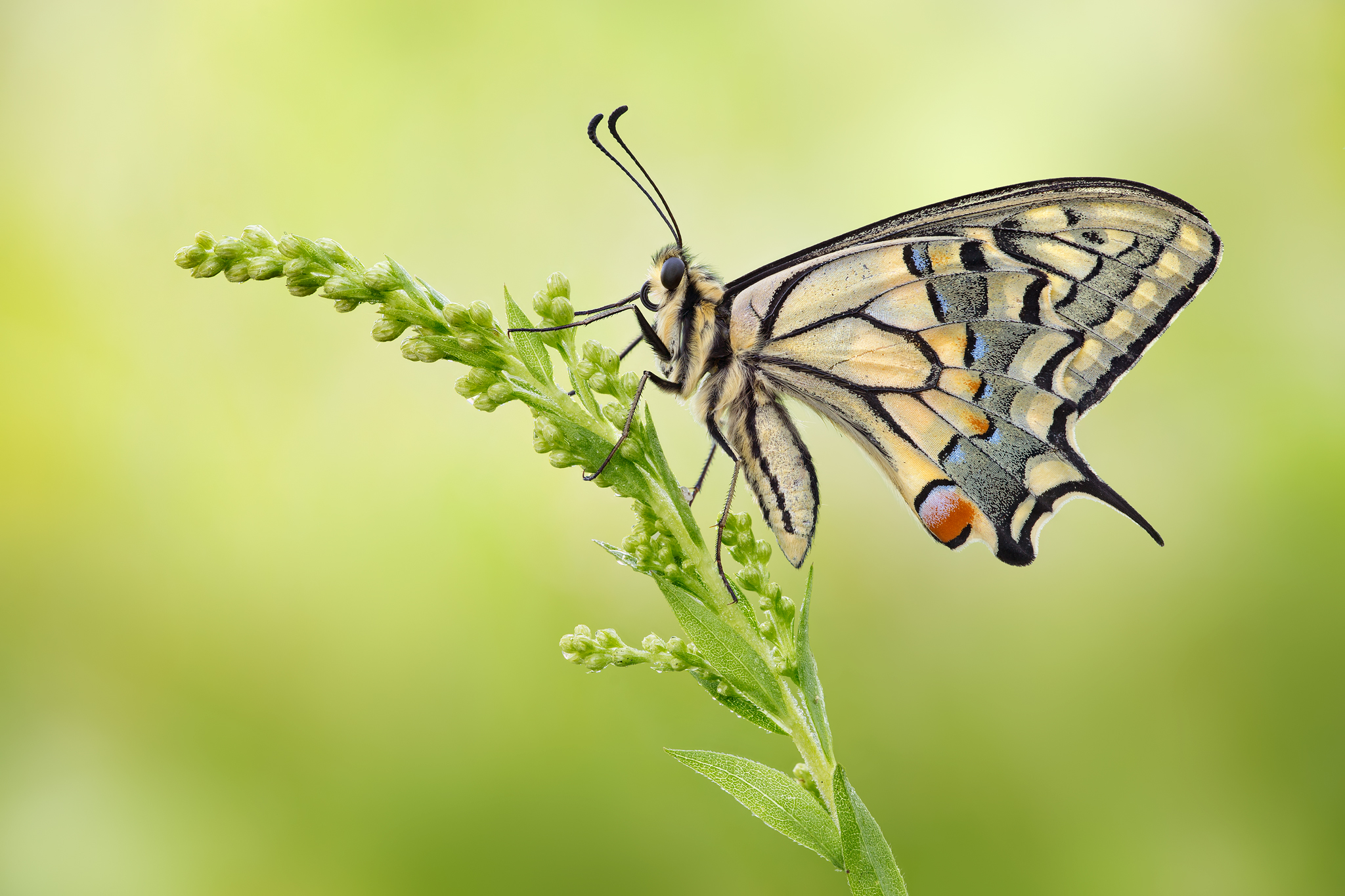 Papilio machaon
