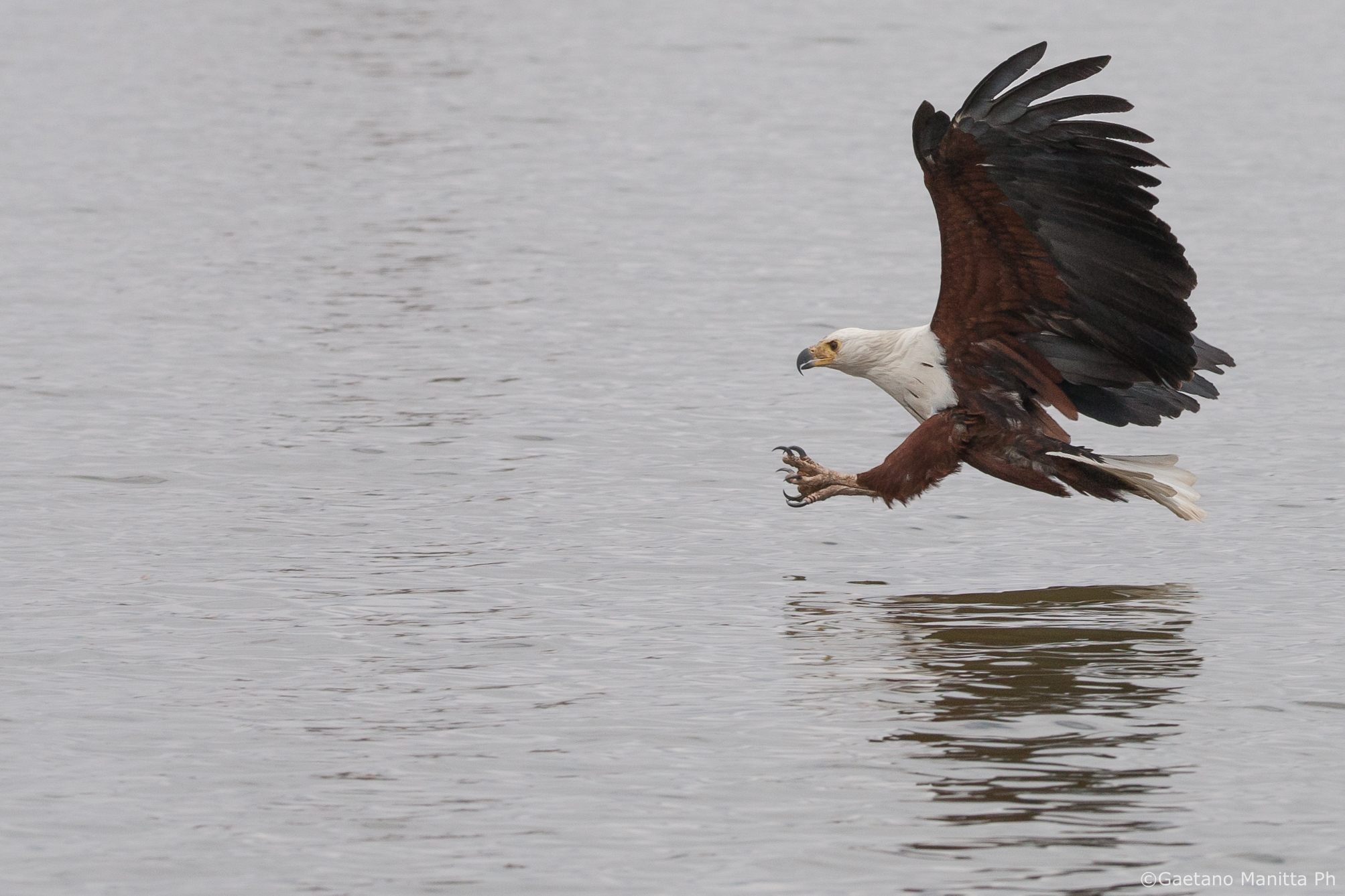 Fish Eagle 1