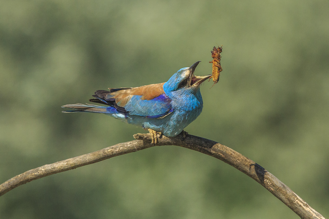 Ghiandaia marina con grillo talpa