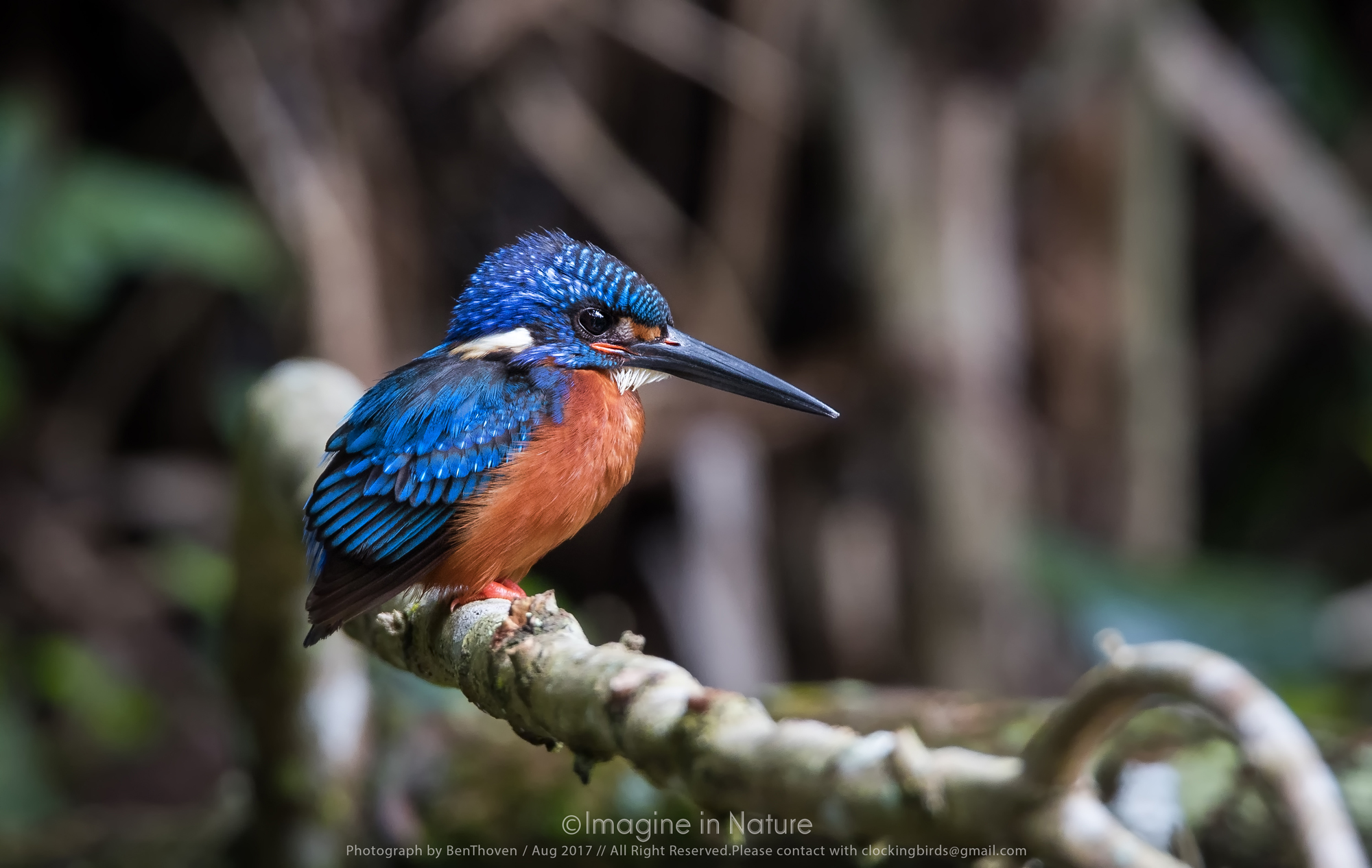 A The Blue, Blue-eared dittatore