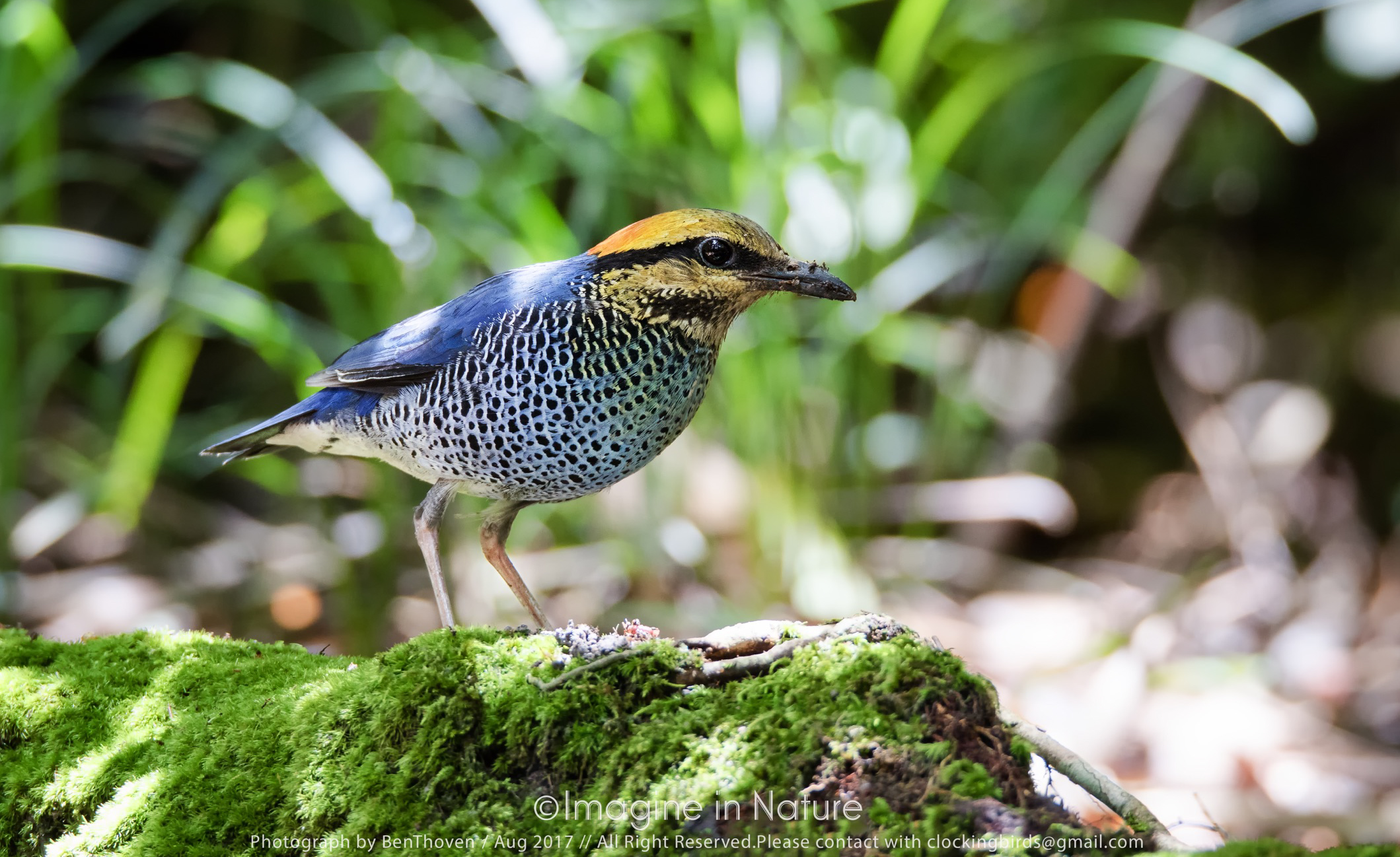 Grande azzurro, Pitta blu