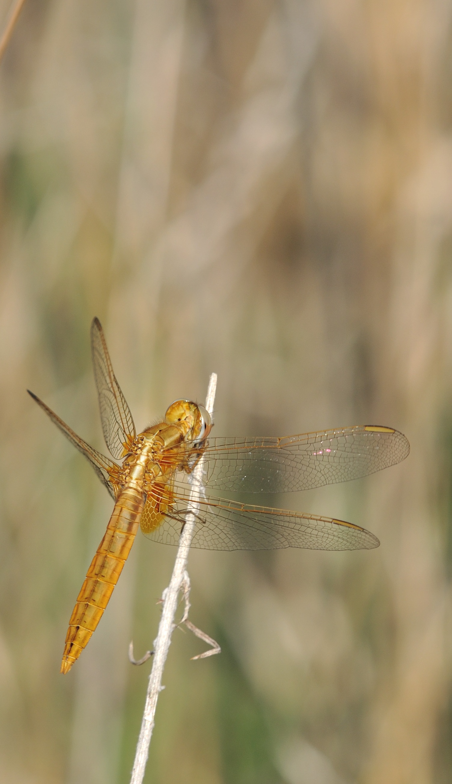 Crocothemis erythraea (Brullé, 1832) - Libellulidae