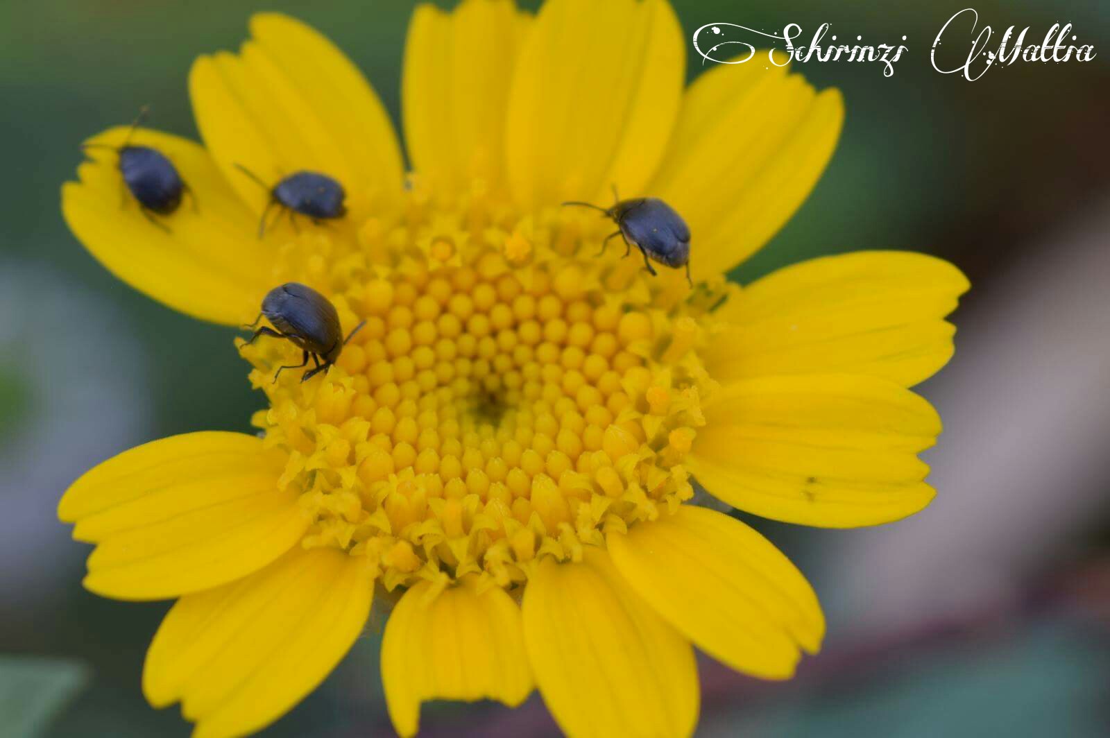 Piccol countryside flower attacked by insects