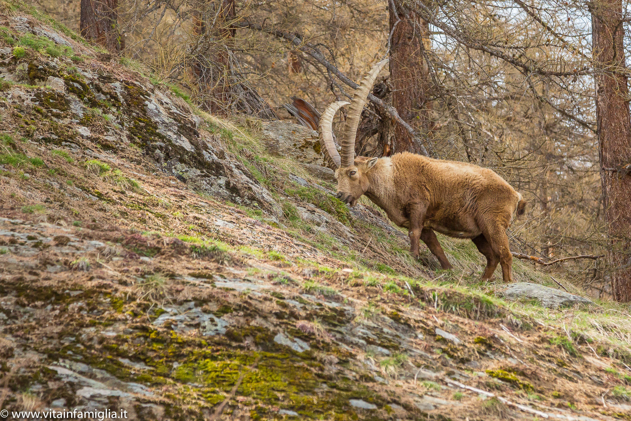 Stambecco in Val Savarenche