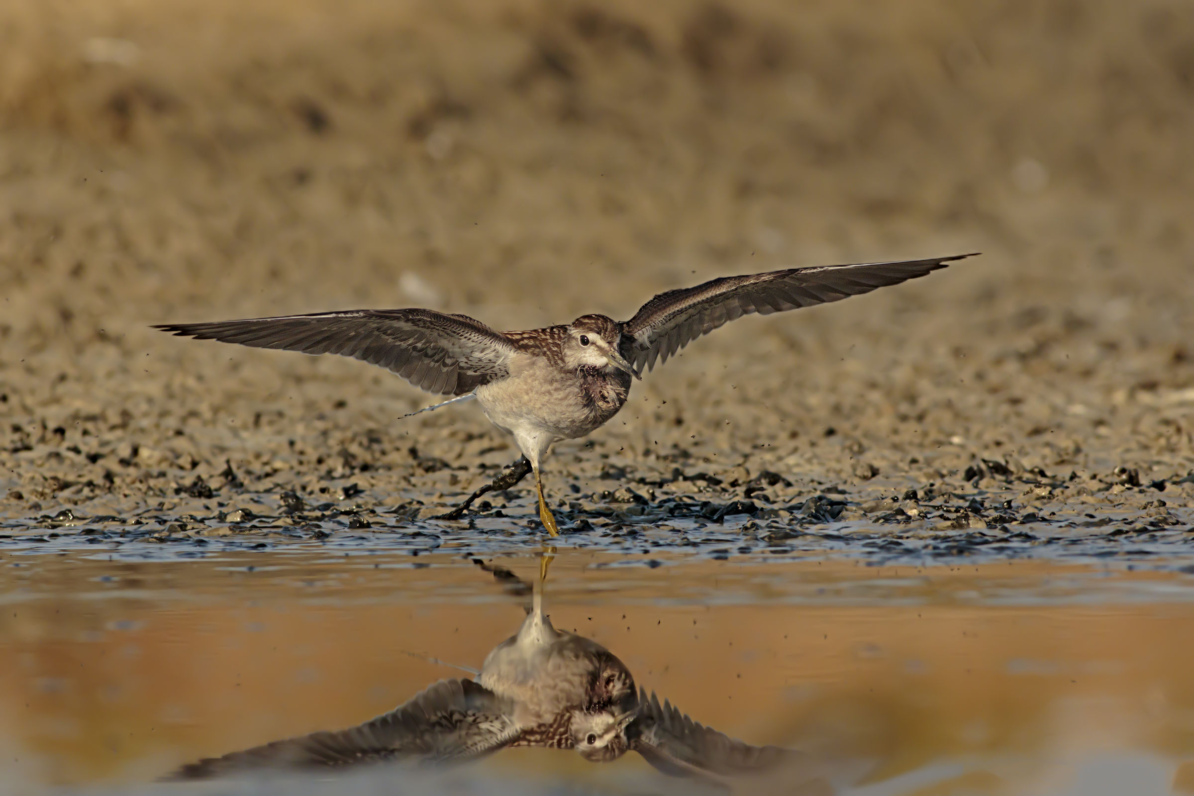 Piro Piro Boschereccio at the attack