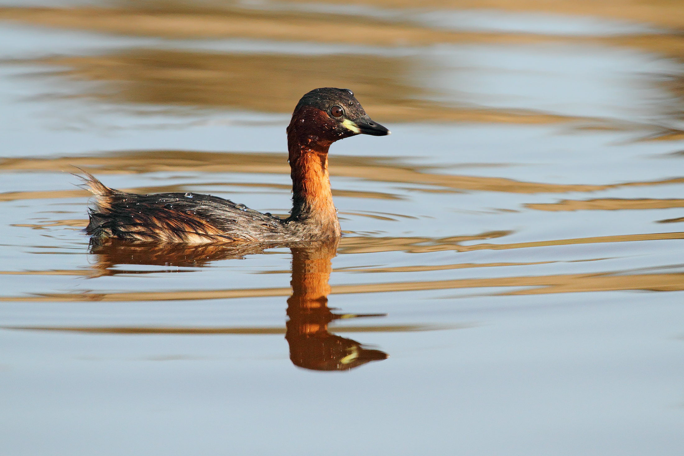 Tra un tuffo e l'altro........