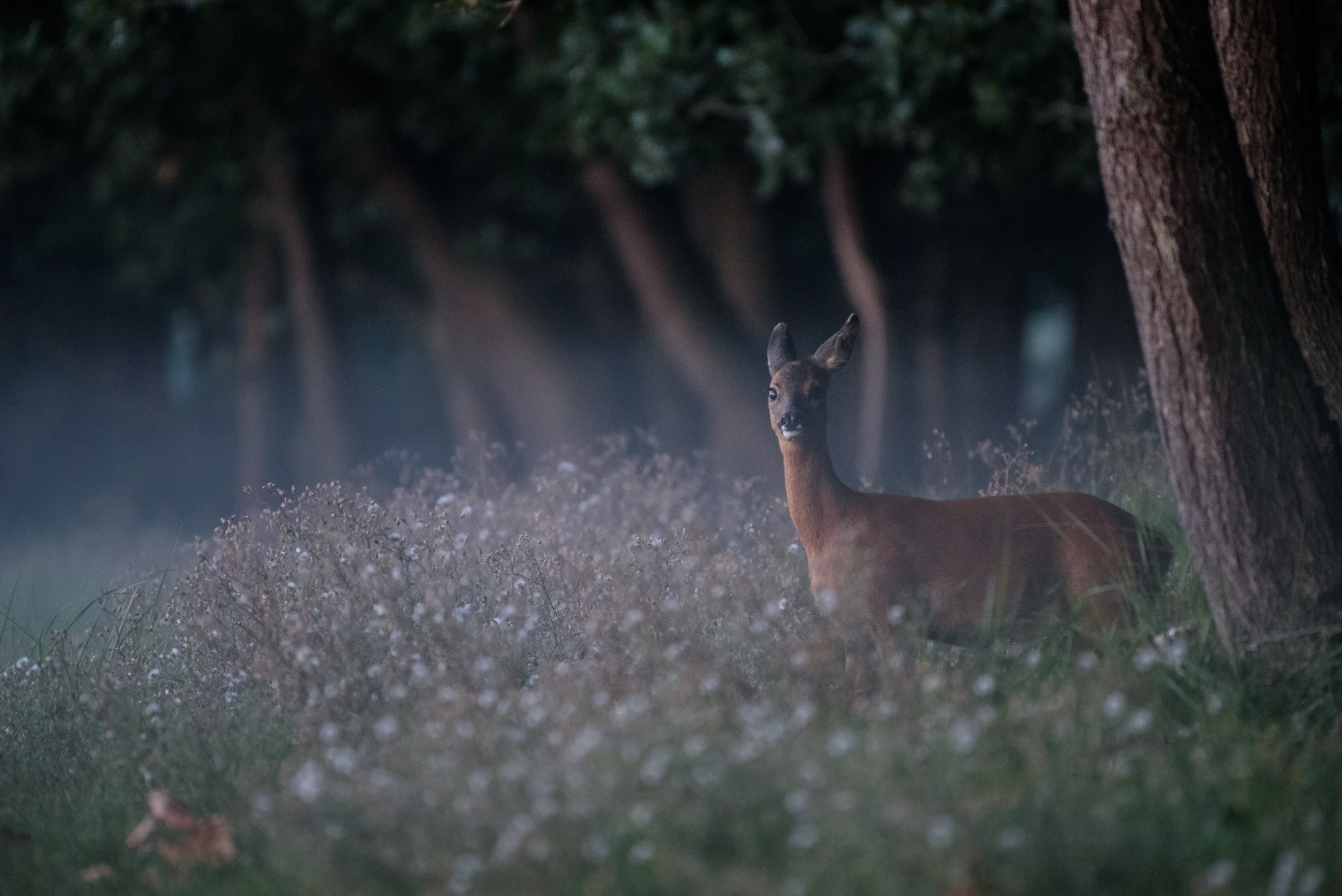 Capricorn in the fog before dawn