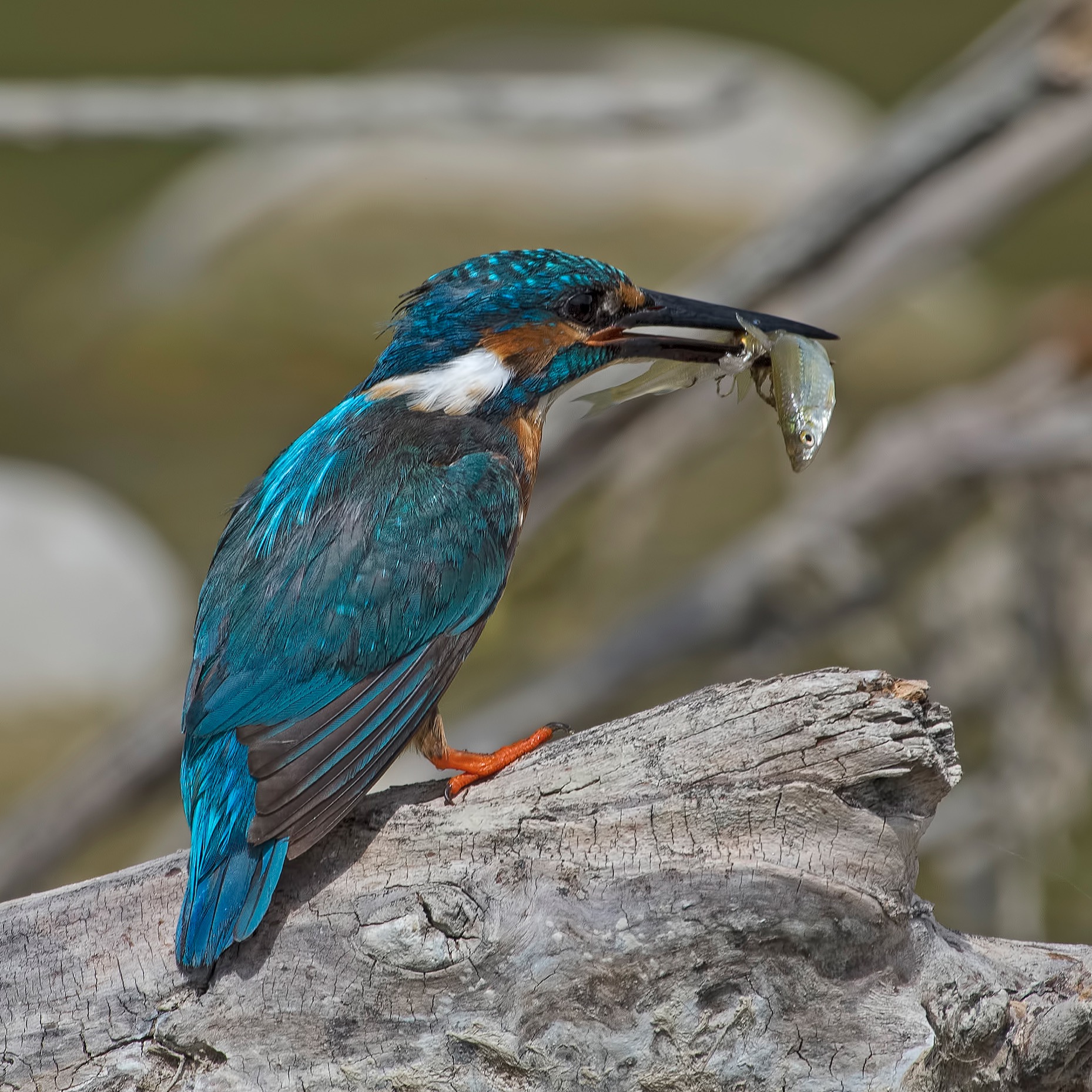 The catch of the kingfisher!