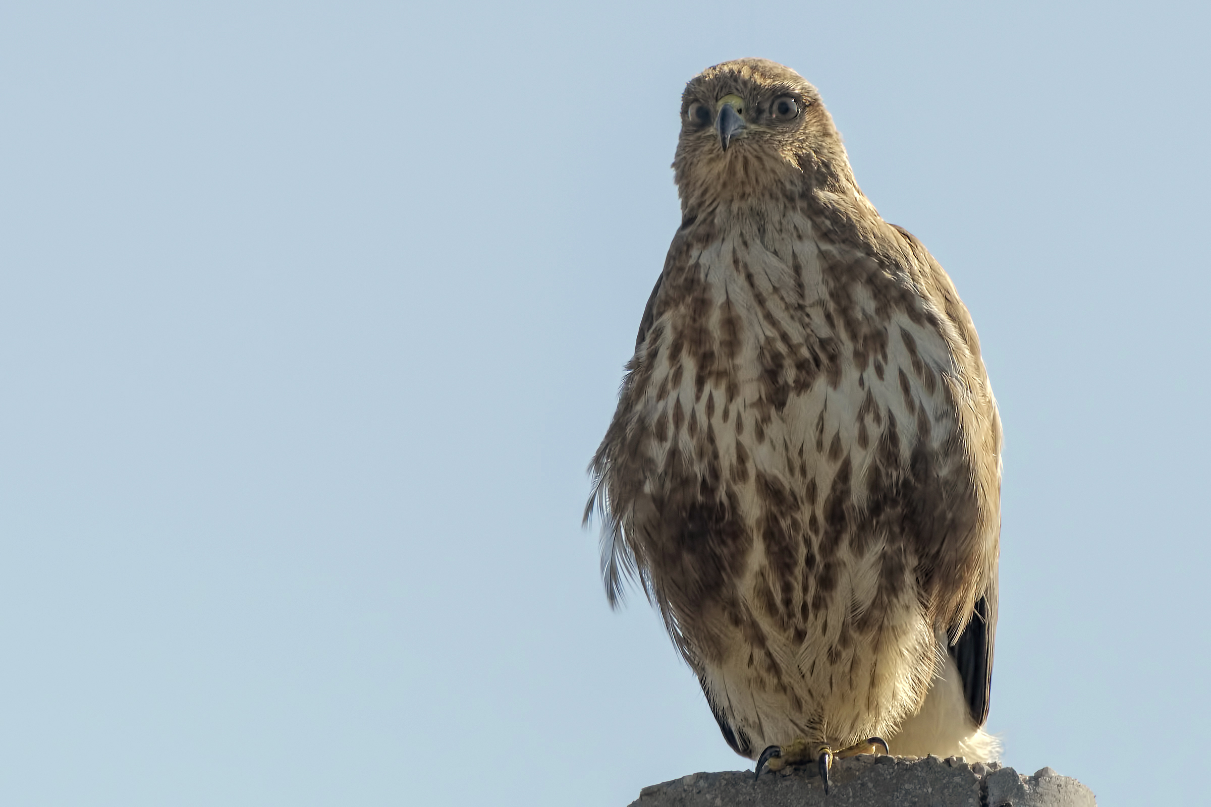 Poiana (Buteo buteo)