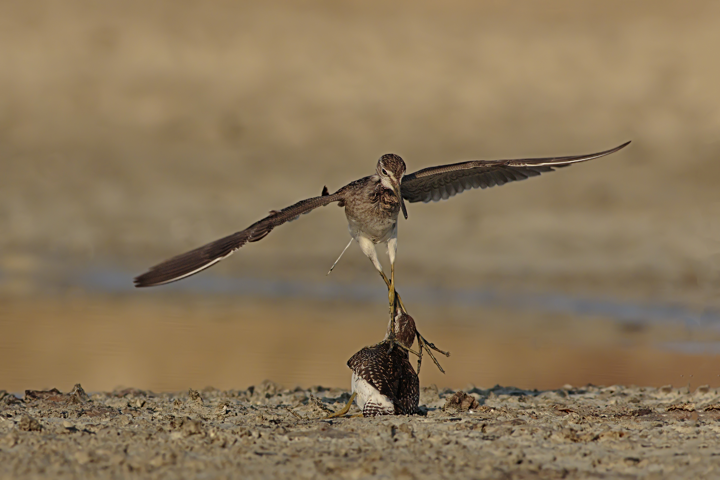 Lite for the territory between Piro Piro Boscherecci