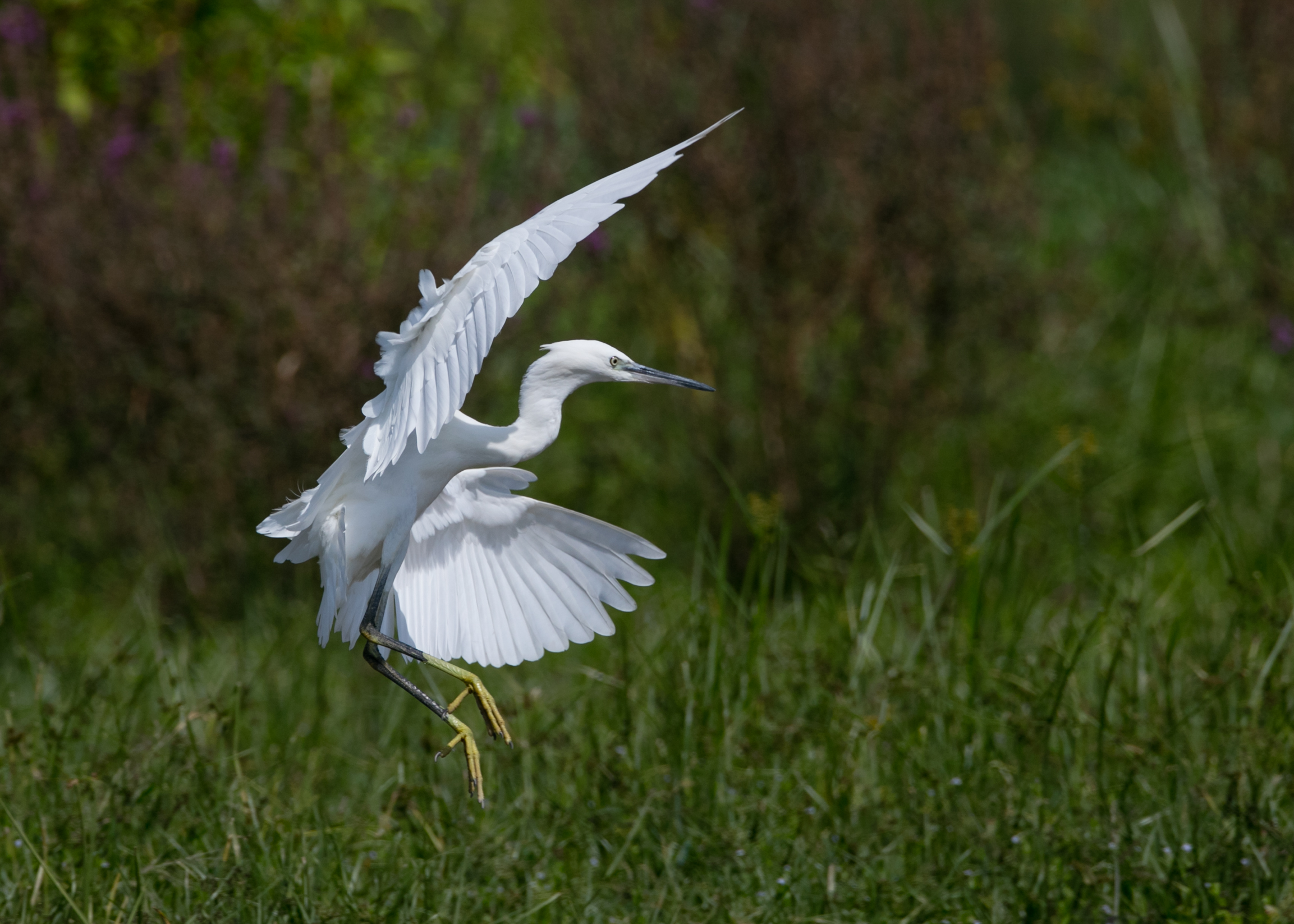 l' elegante Garzetta